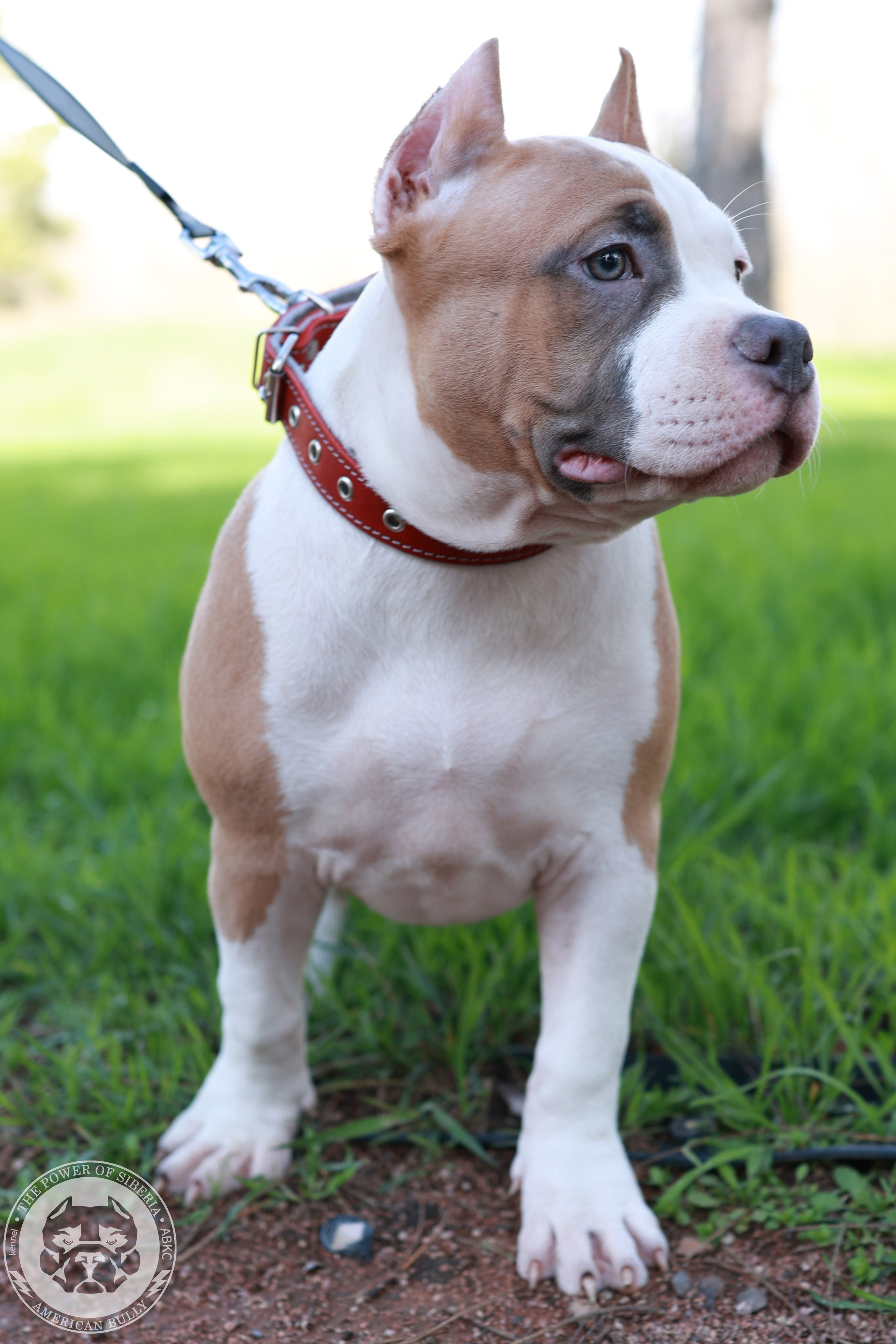 13.12.25-Мия-Турук. Американский Булли в г. Ростов-на-Дону. Питомник THE POWER OF SIBERIA