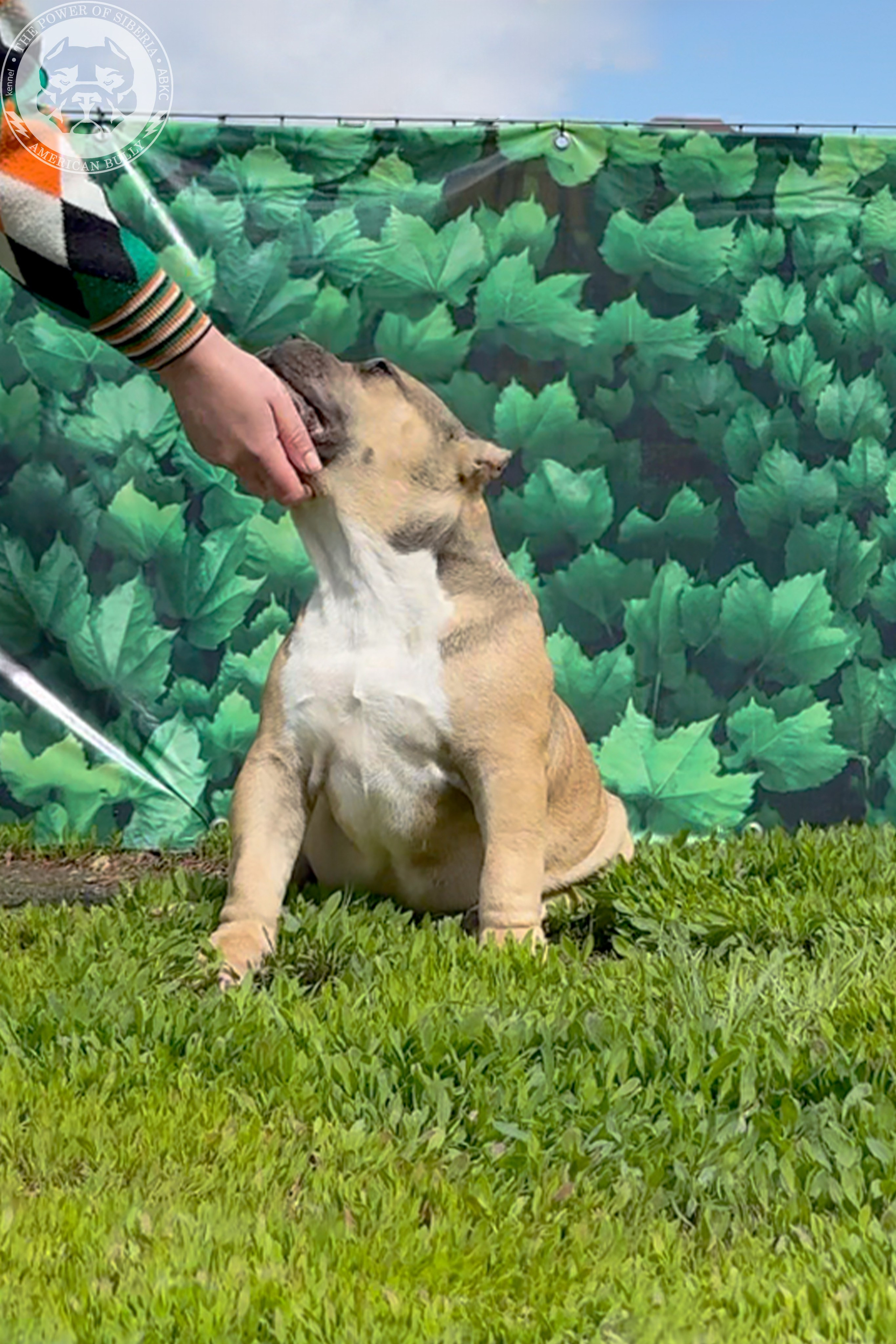 Свободные щенки Американский Булли, в типах покет, классик, стандарт. Американский Булли в г. Ростов-на-Дону. Питомник THE POWER OF SIBERIA