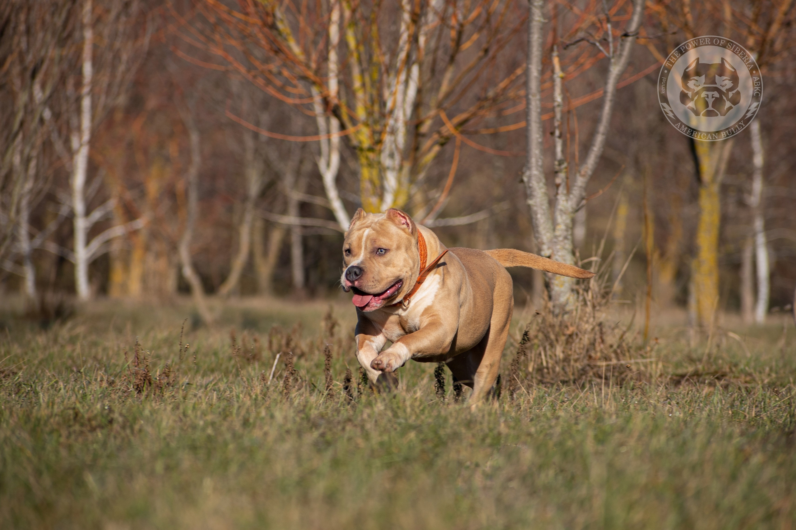 продажа щенков Амбулли в Томске