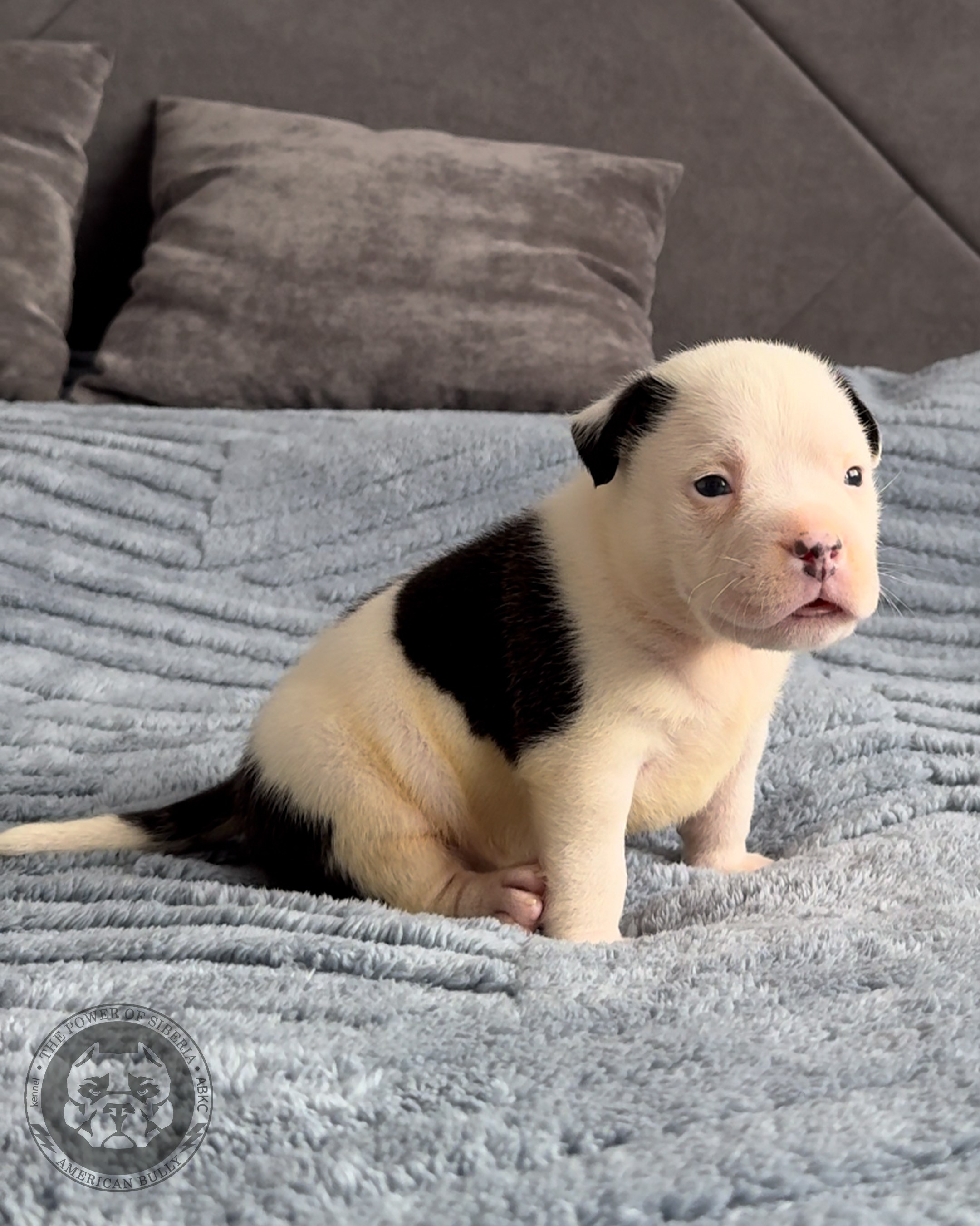 Свободные щенки Американский Булли, в типах покет, классик, стандарт. Американский Булли в г. Ростов-на-Дону. Питомник THE POWER OF SIBERIA