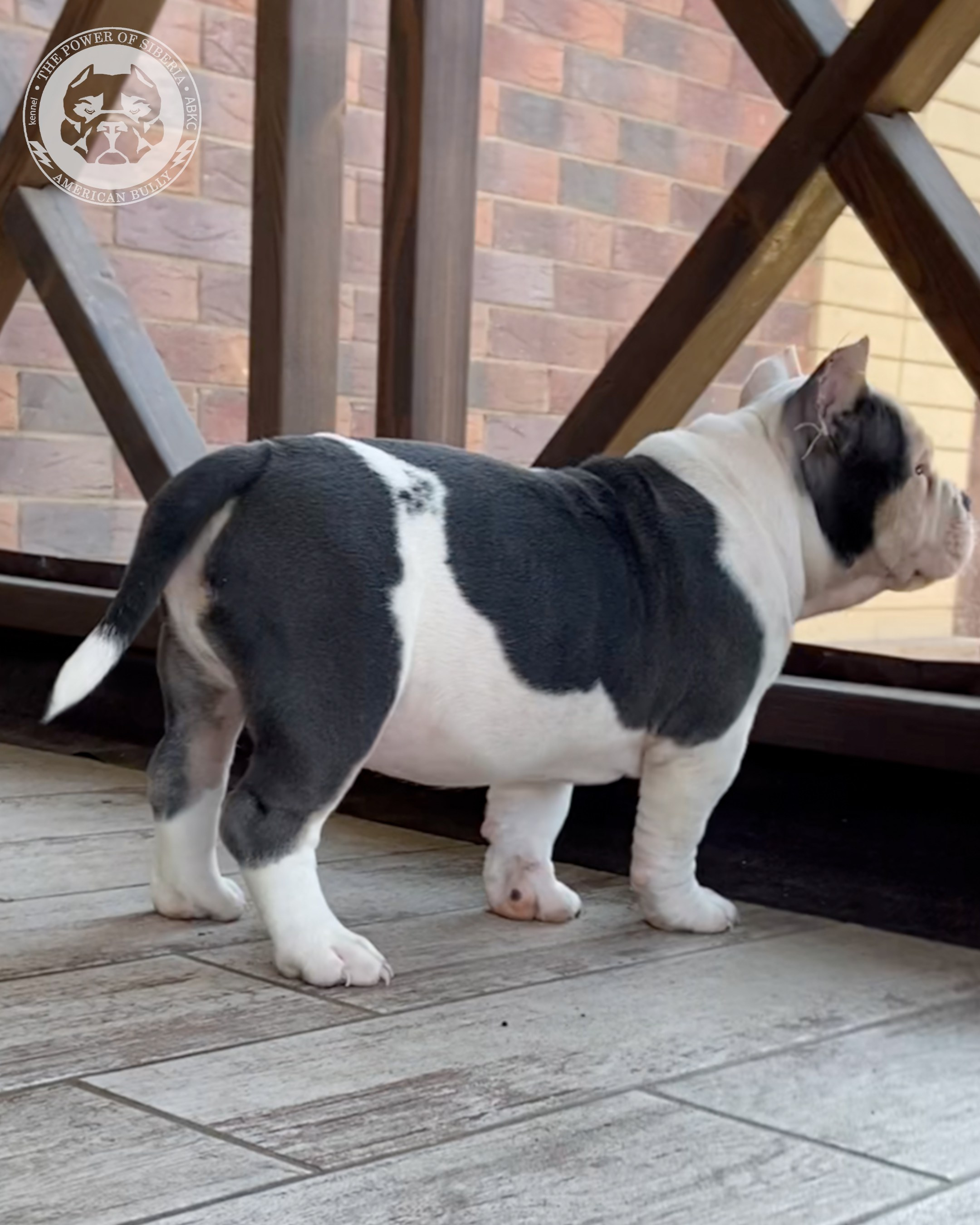 Свободные щенки Американский Булли покет. Американский Булли в г. Ростов-на-Дону. Питомник THE POWER OF SIBERIA