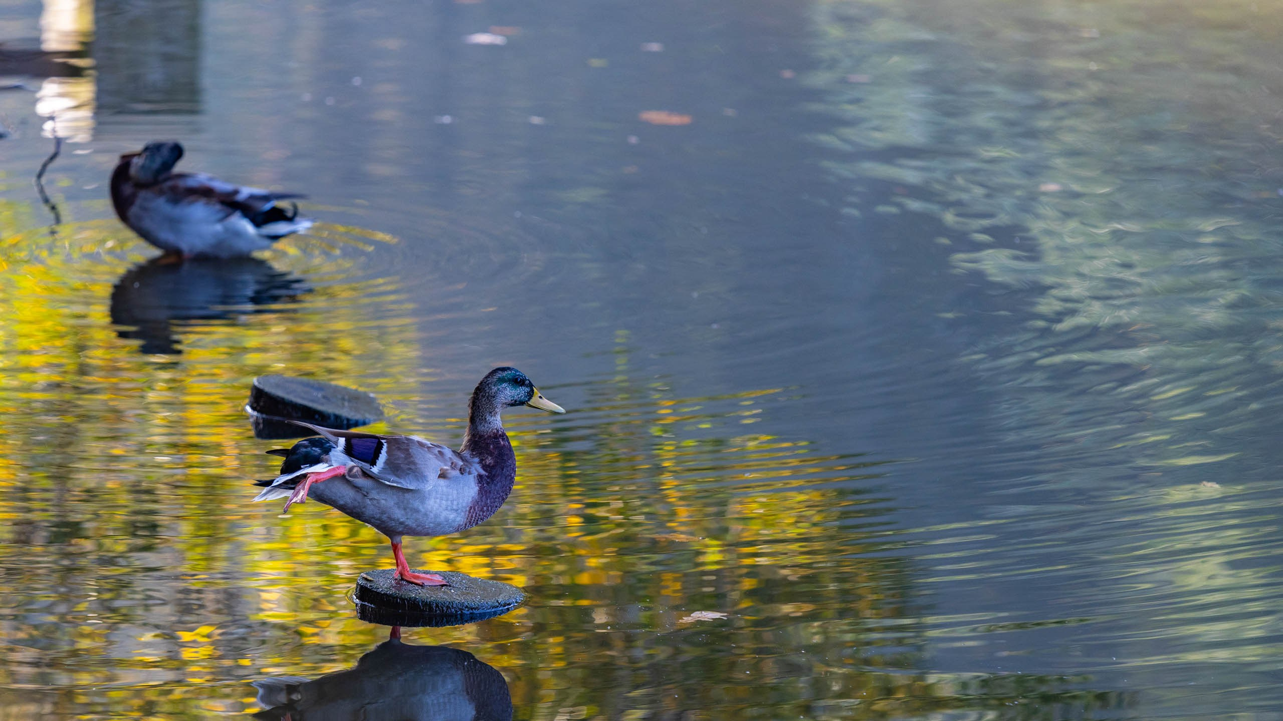 2023 09 Царицыно. Фотографии
