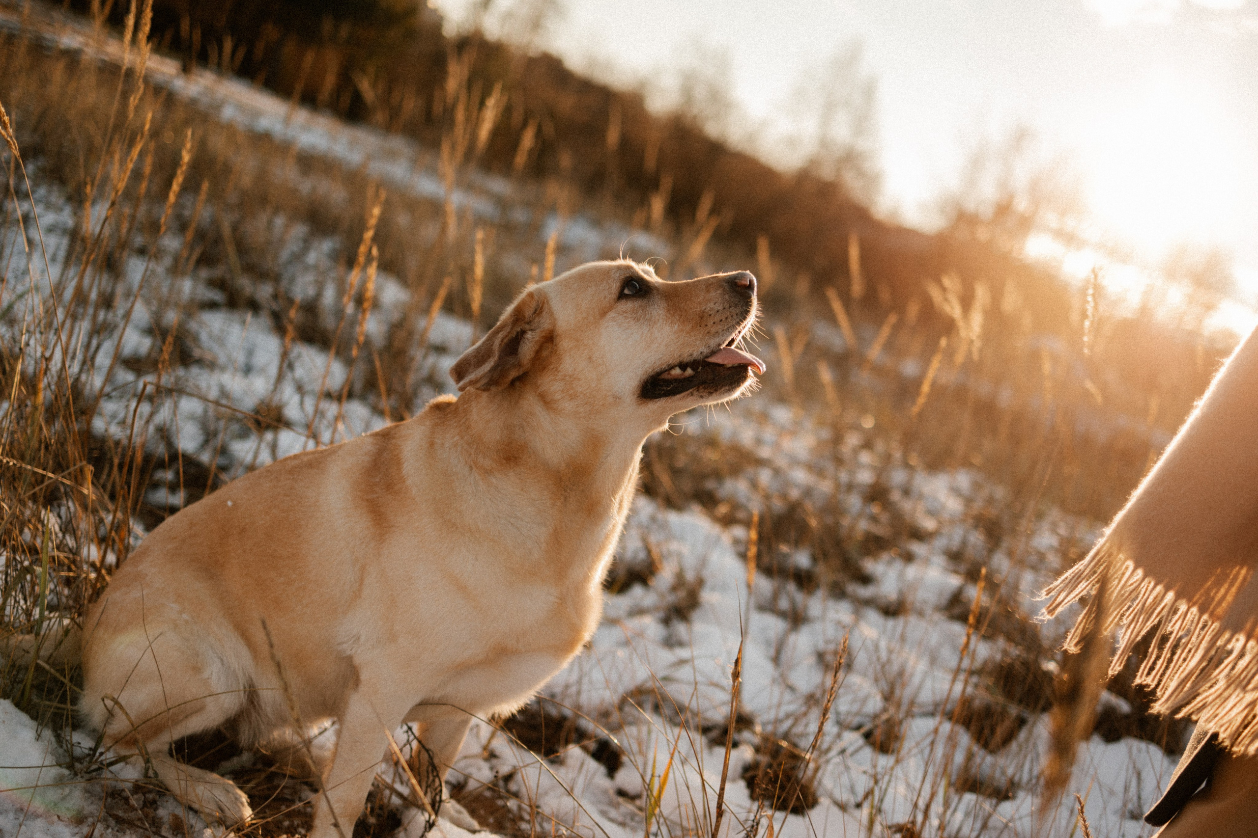 Ирина и Бася. Фотограф — Анималист | Санкт-Петербург