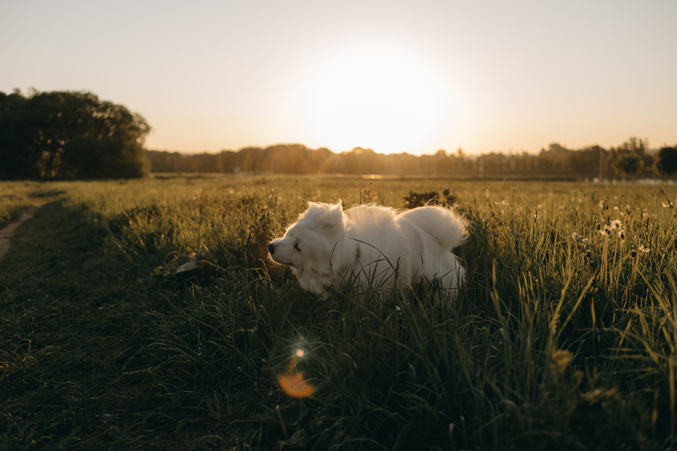 Танго и его семья. Фотограф — Анималист | Санкт-Петербург