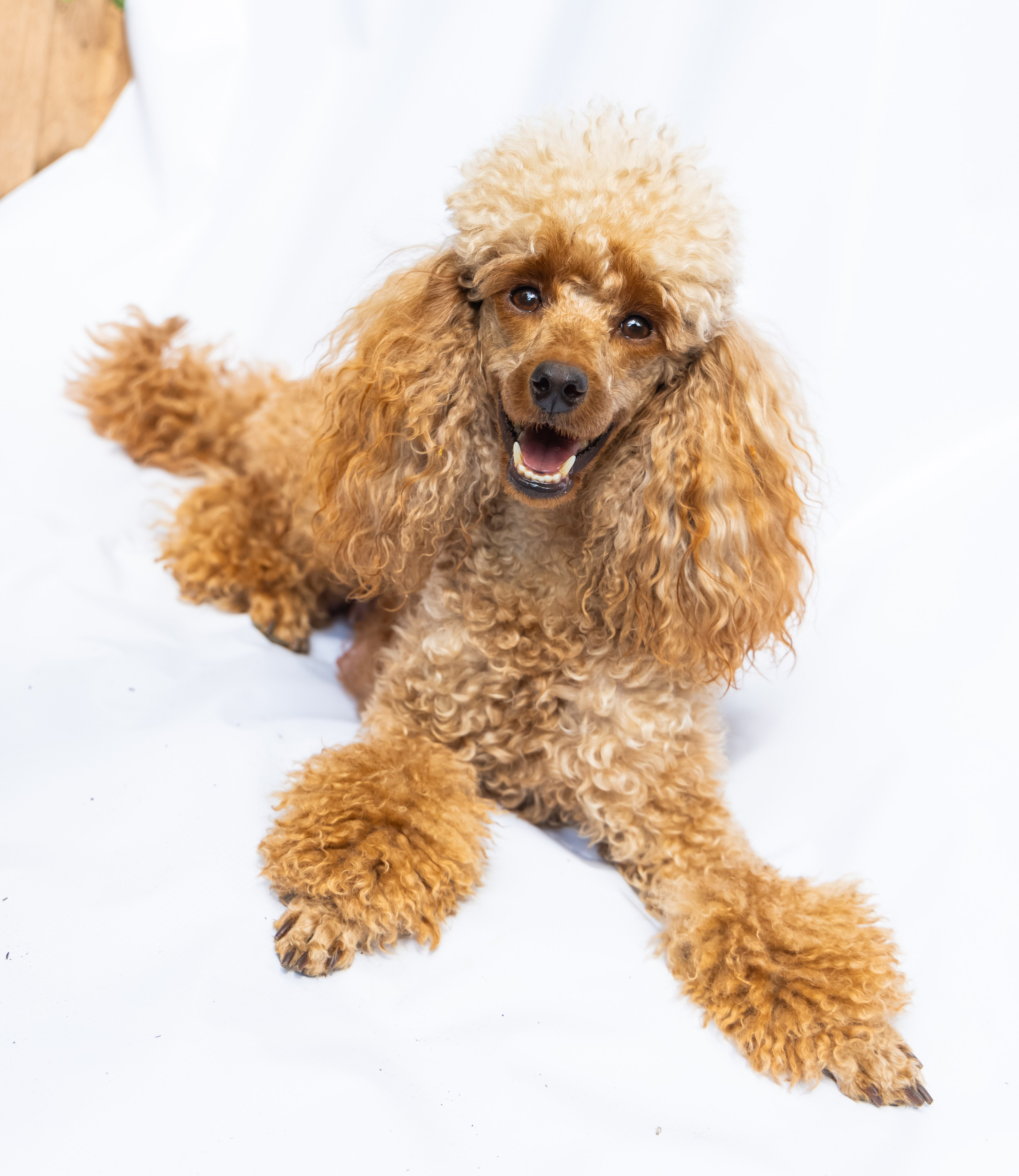 С животными. Фотограф-ретушёр