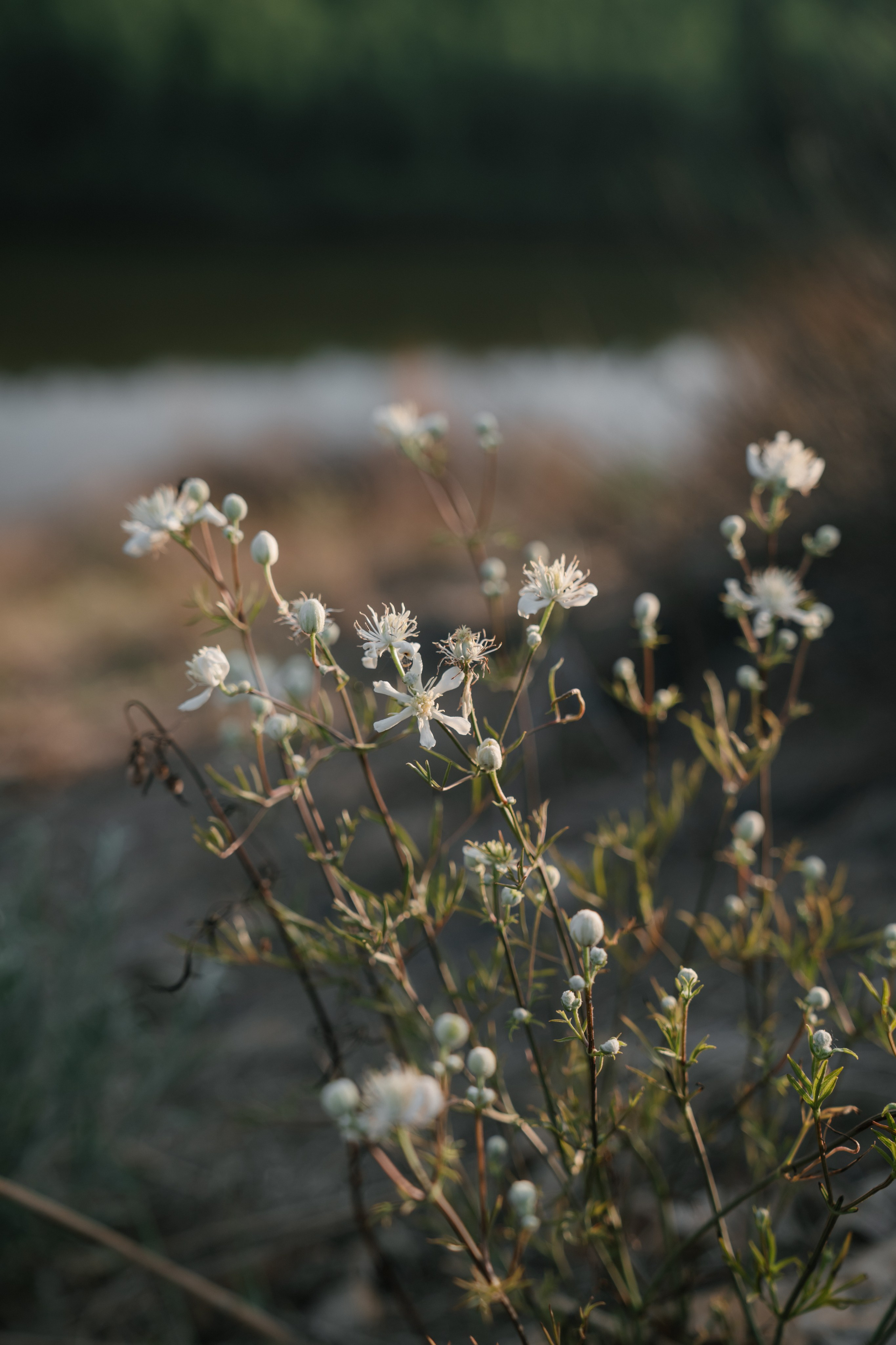 На закате. Евгения Арефьева — свадебный и портретный фотограф в Чите
