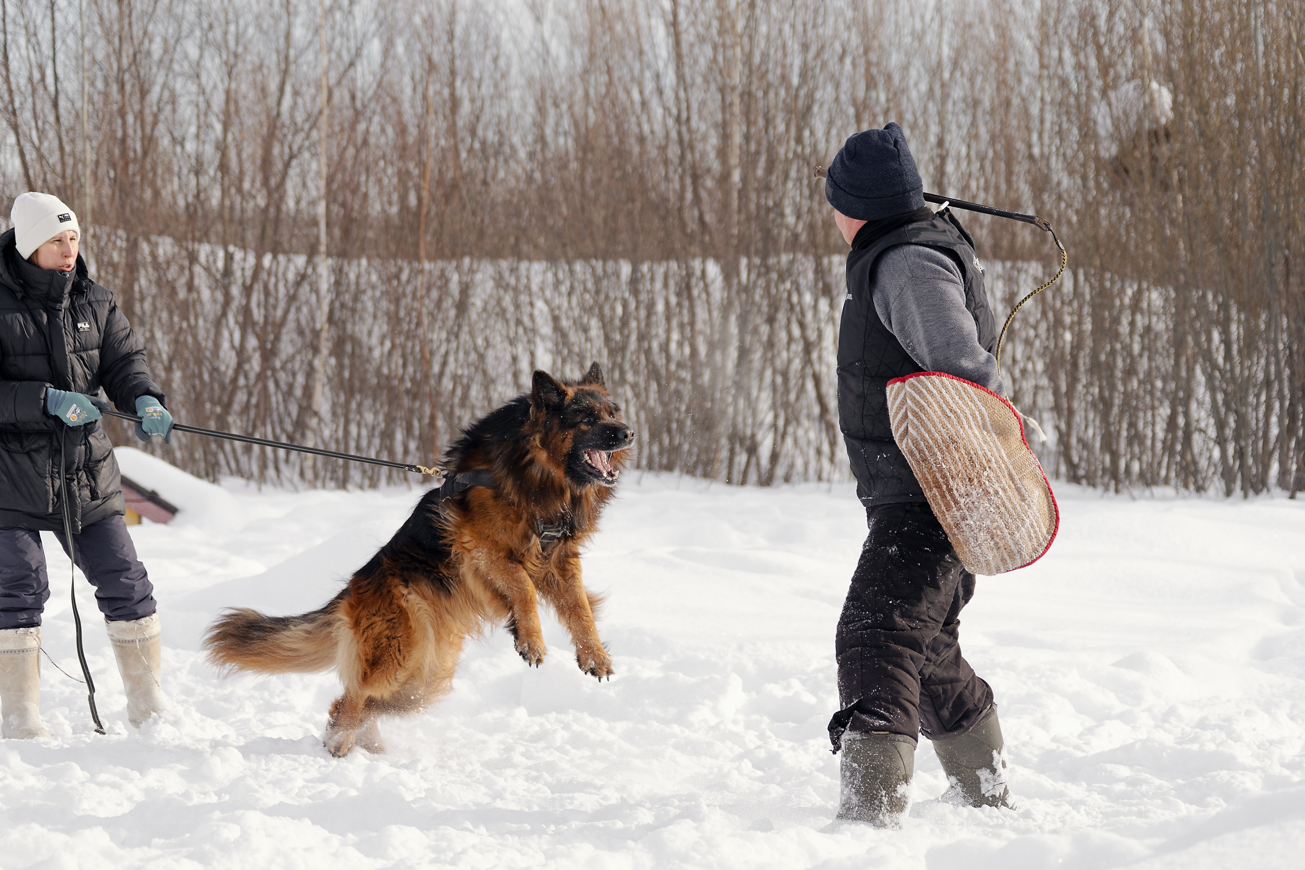 Репортажная съемка. Фотограф-анималист Нижний Новгород