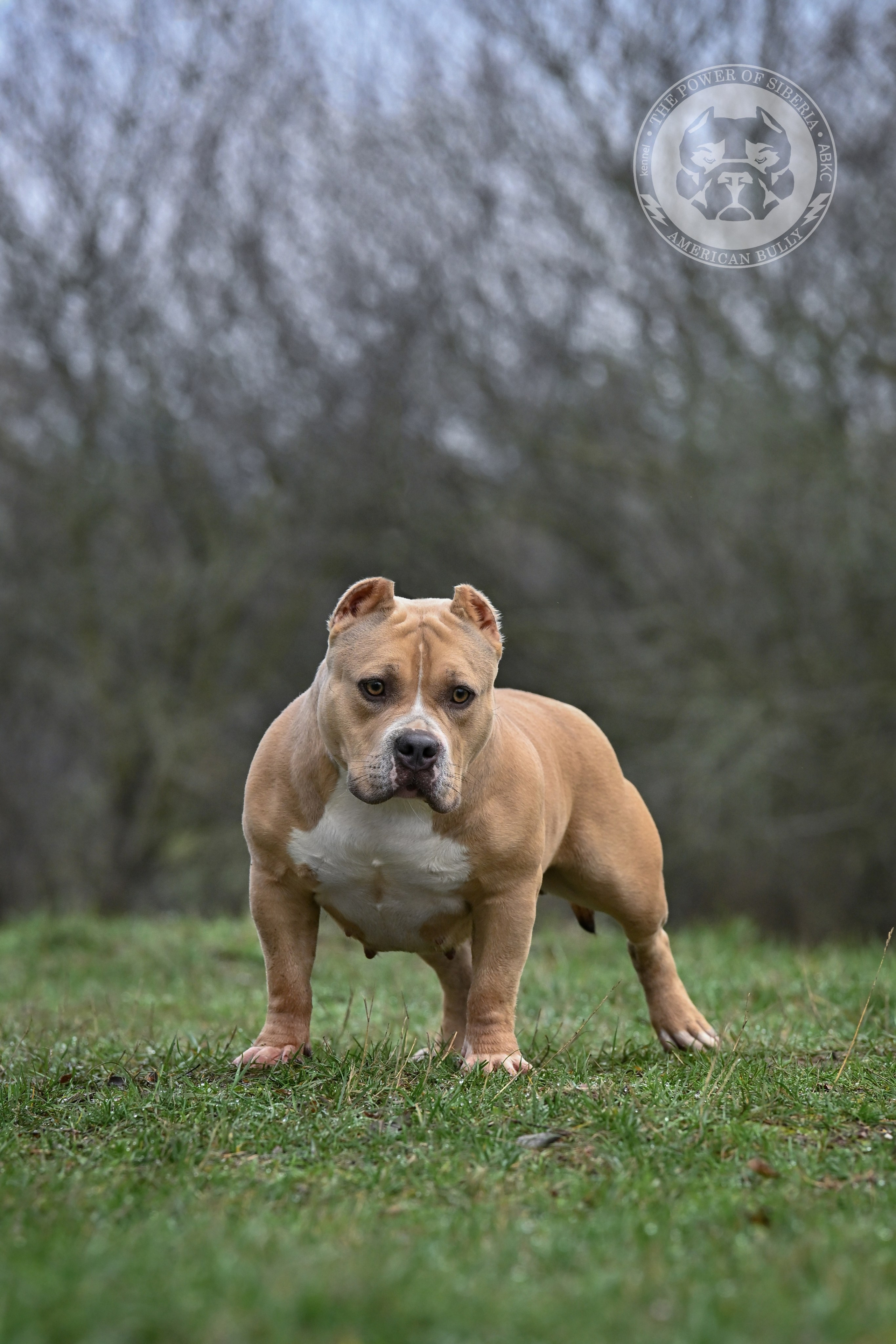 Декабрь 2025. Американский Булли в г. Ростов-на-Дону. Питомник THE POWER OF SIBERIA