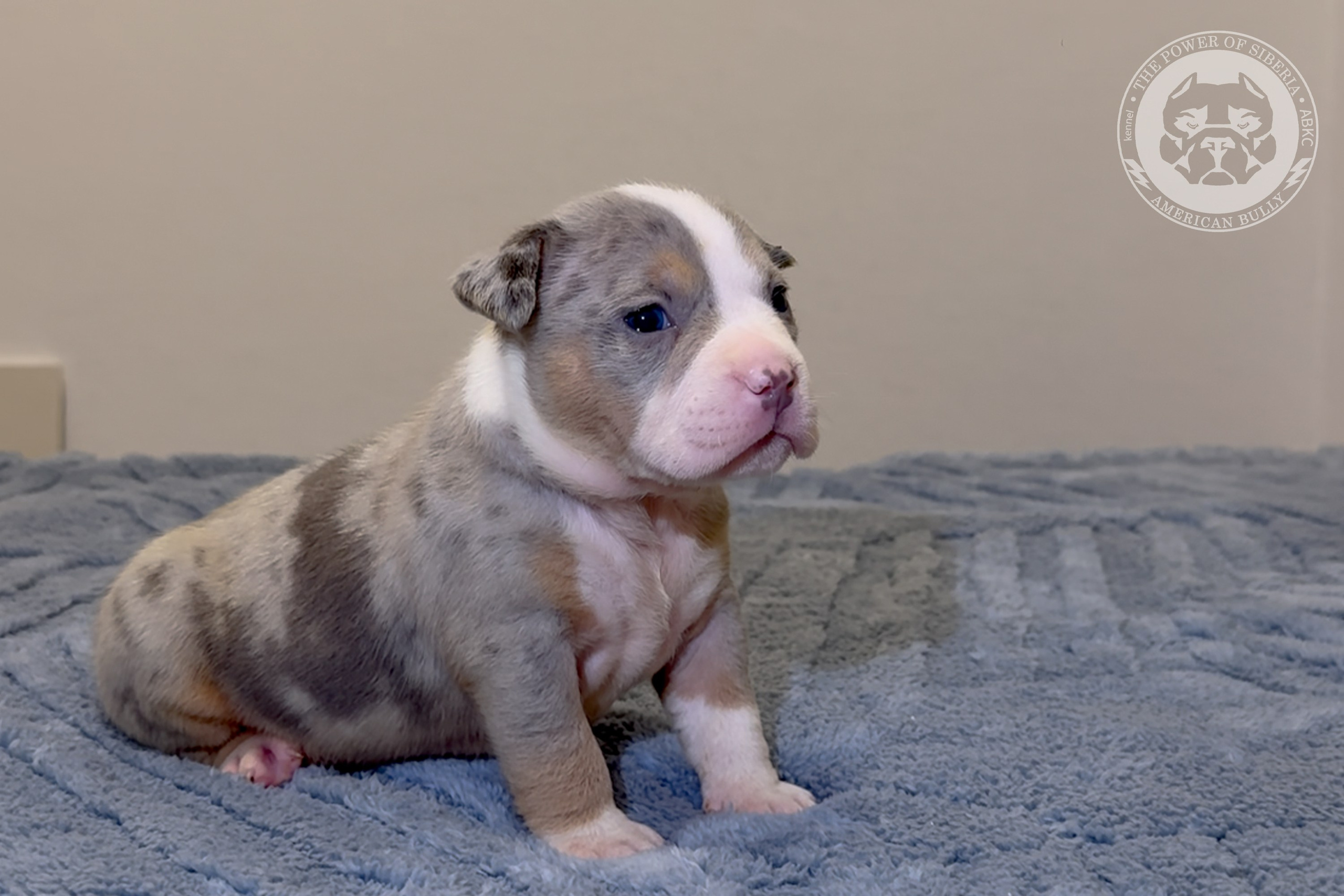 Свободные щенки Американский Булли, в типах покет, классик, стандарт. Американский Булли в г. Ростов-на-Дону. Питомник THE POWER OF SIBERIA