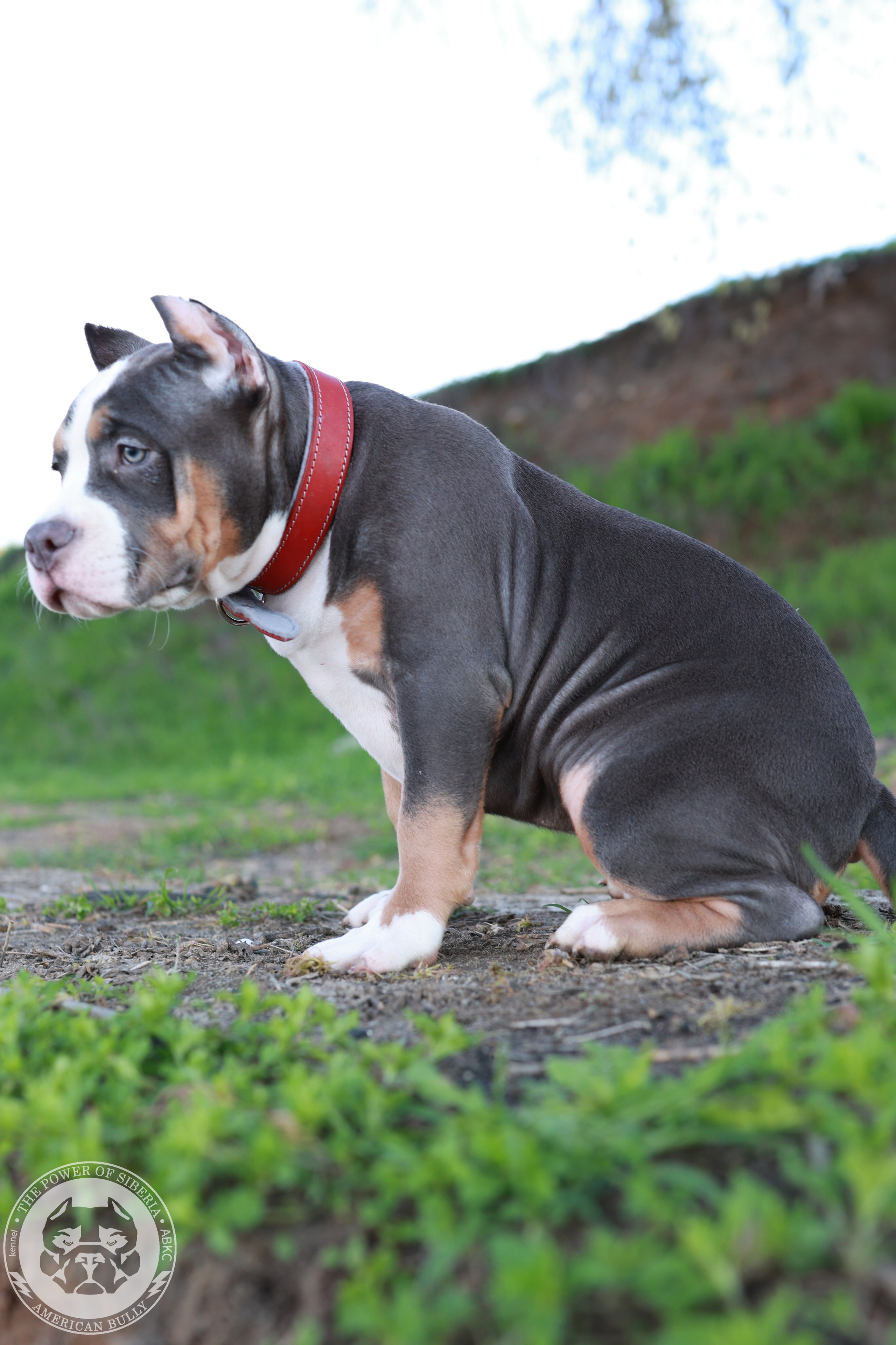 13.12.25-Мия-Турук. Американский Булли в г. Ростов-на-Дону. Питомник THE POWER OF SIBERIA