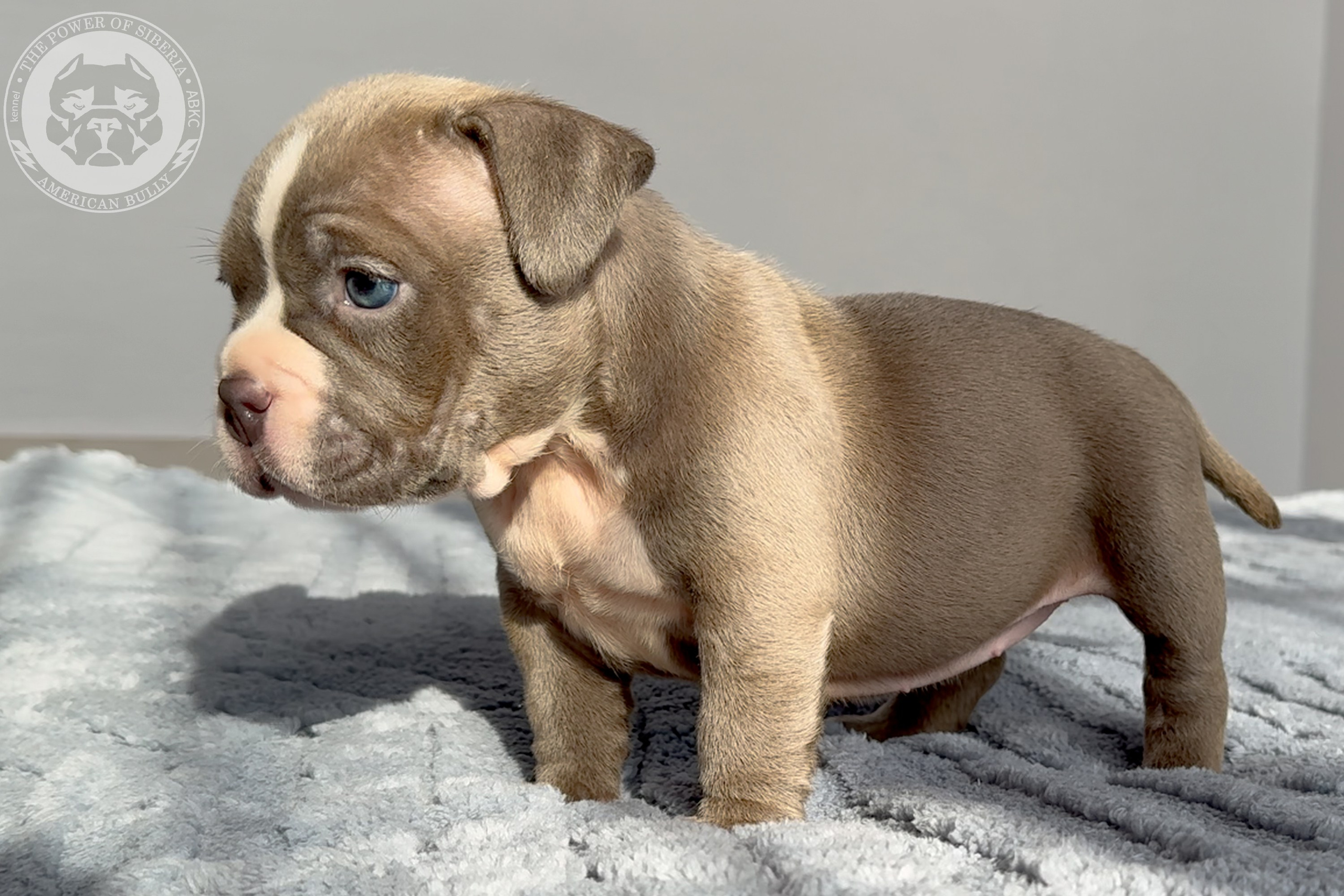 Свободные щенки Американский Булли стандарт и Свободные щенки Американский Булли классик. Американский Булли в г. Ростов-на-Дону. Питомник THE POWER OF SIBERIA