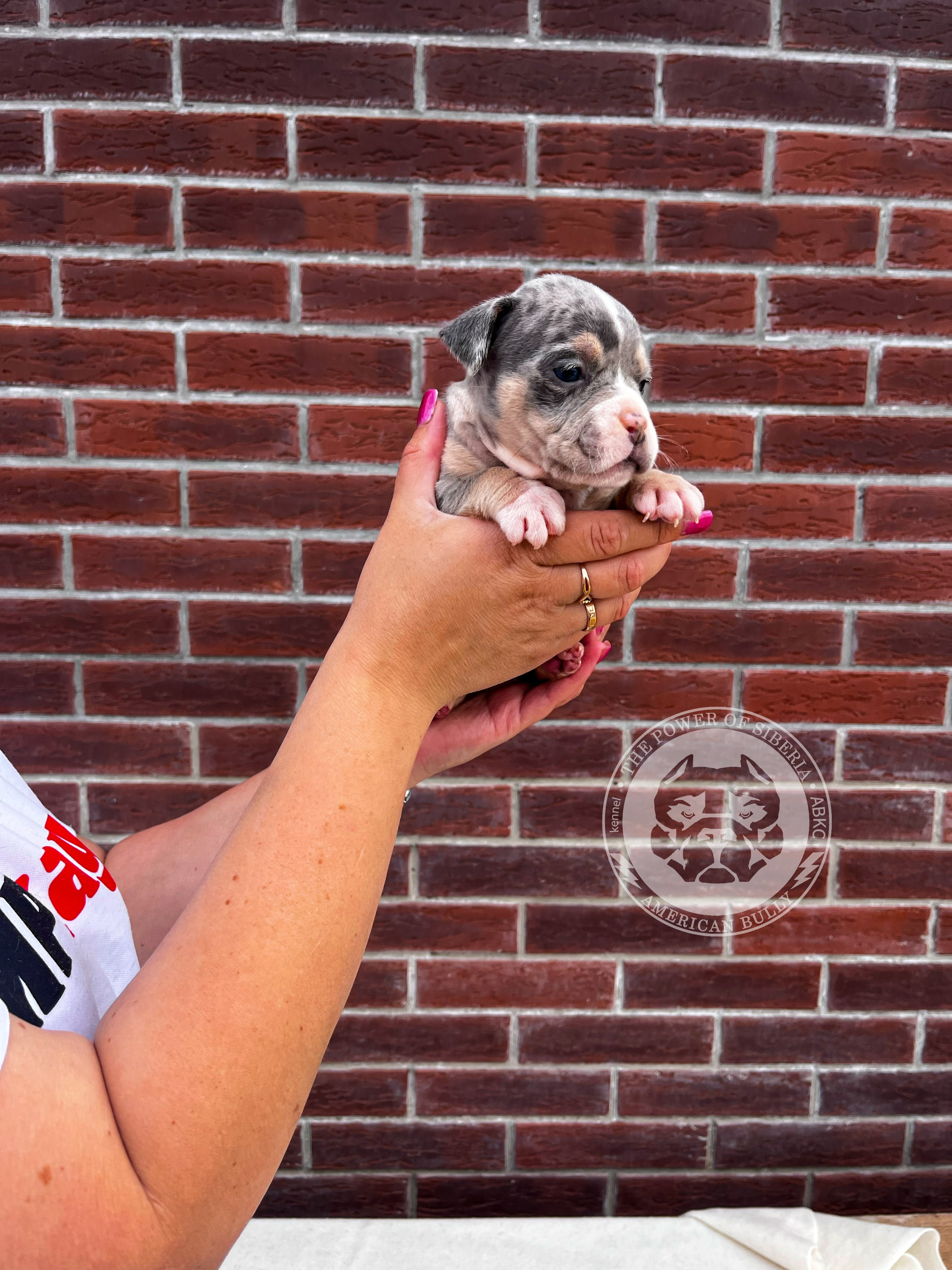 Помет Каспер и Тагира. 21.04.25. Американский Булли в г. Ростов-на-Дону. Питомник THE POWER OF SIBERIA