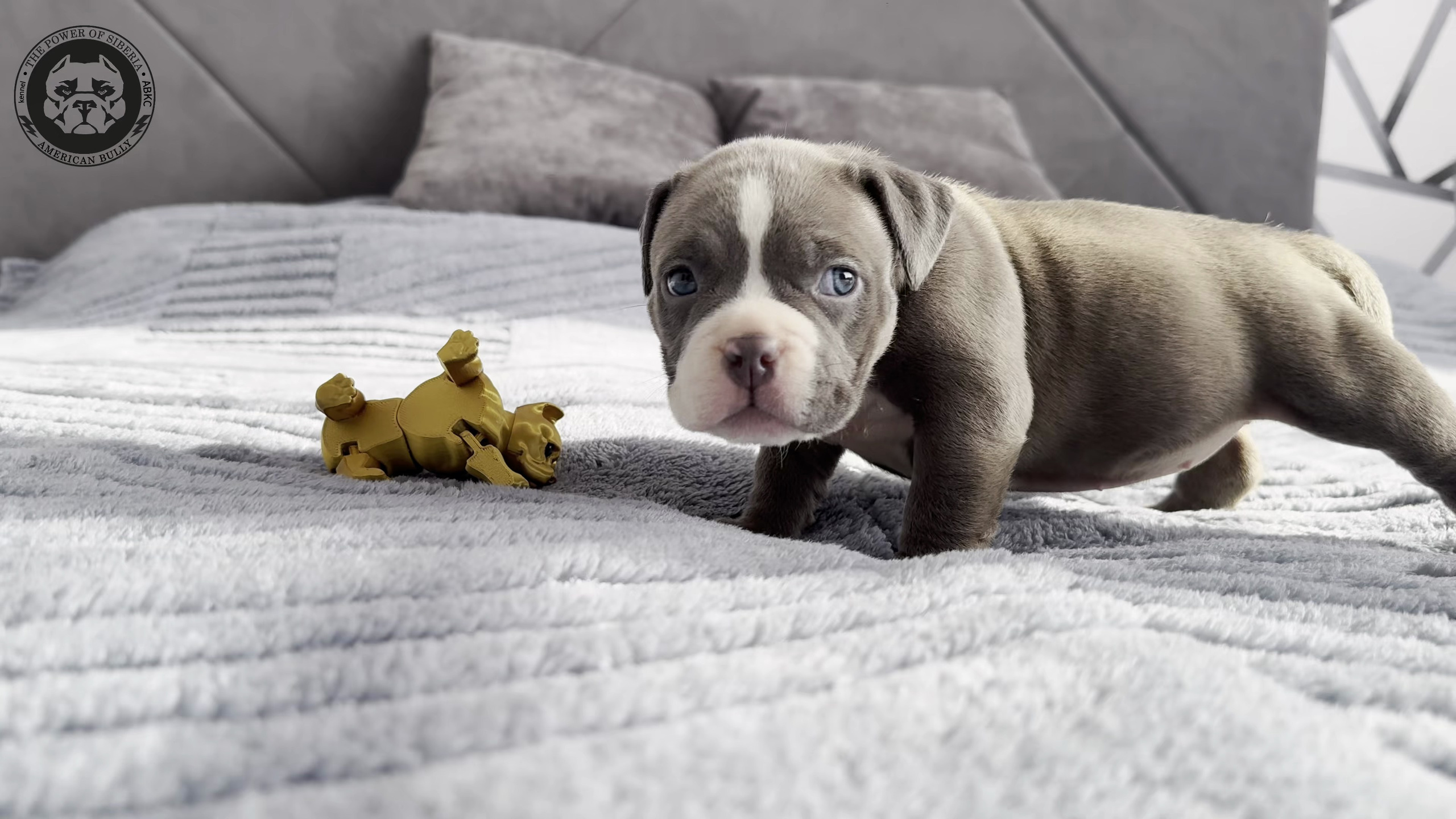 Свободные щенки Американский Булли стандарт и Свободные щенки Американский Булли классик. Американский Булли в г. Ростов-на-Дону. Питомник THE POWER OF SIBERIA