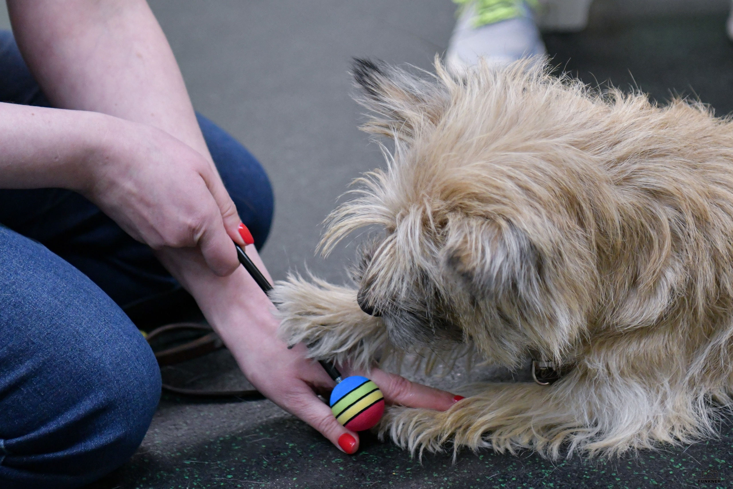 Кинологический клуб «Бодрый хвост». Свой взгляд через объектив