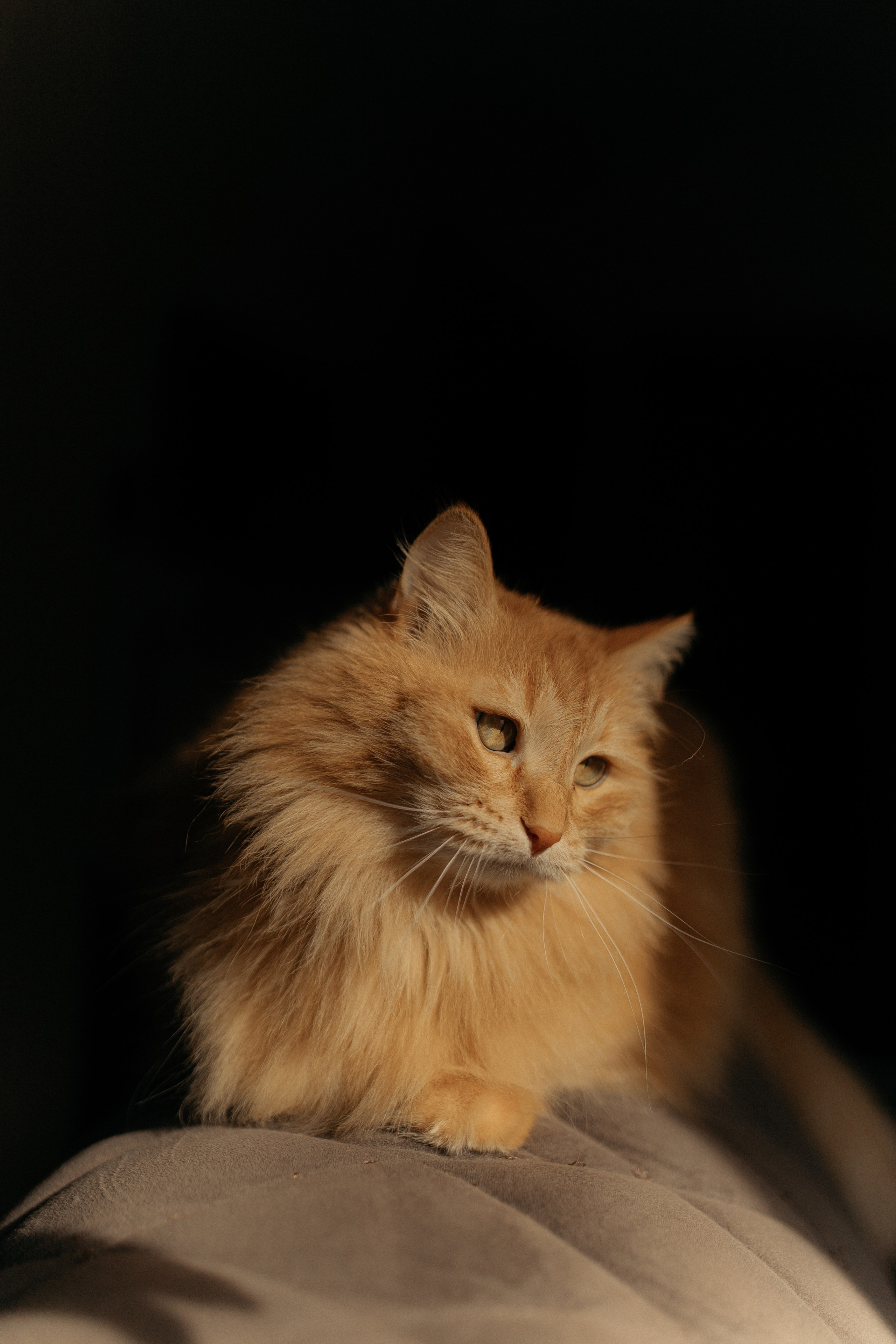 Алиса. DARYA.BELKINA