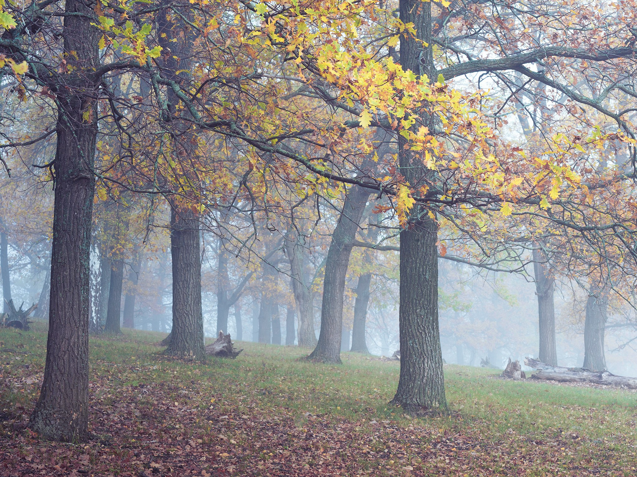 Лето, лес, деревья…. Пейзажный фотограф Руслан Лукманов