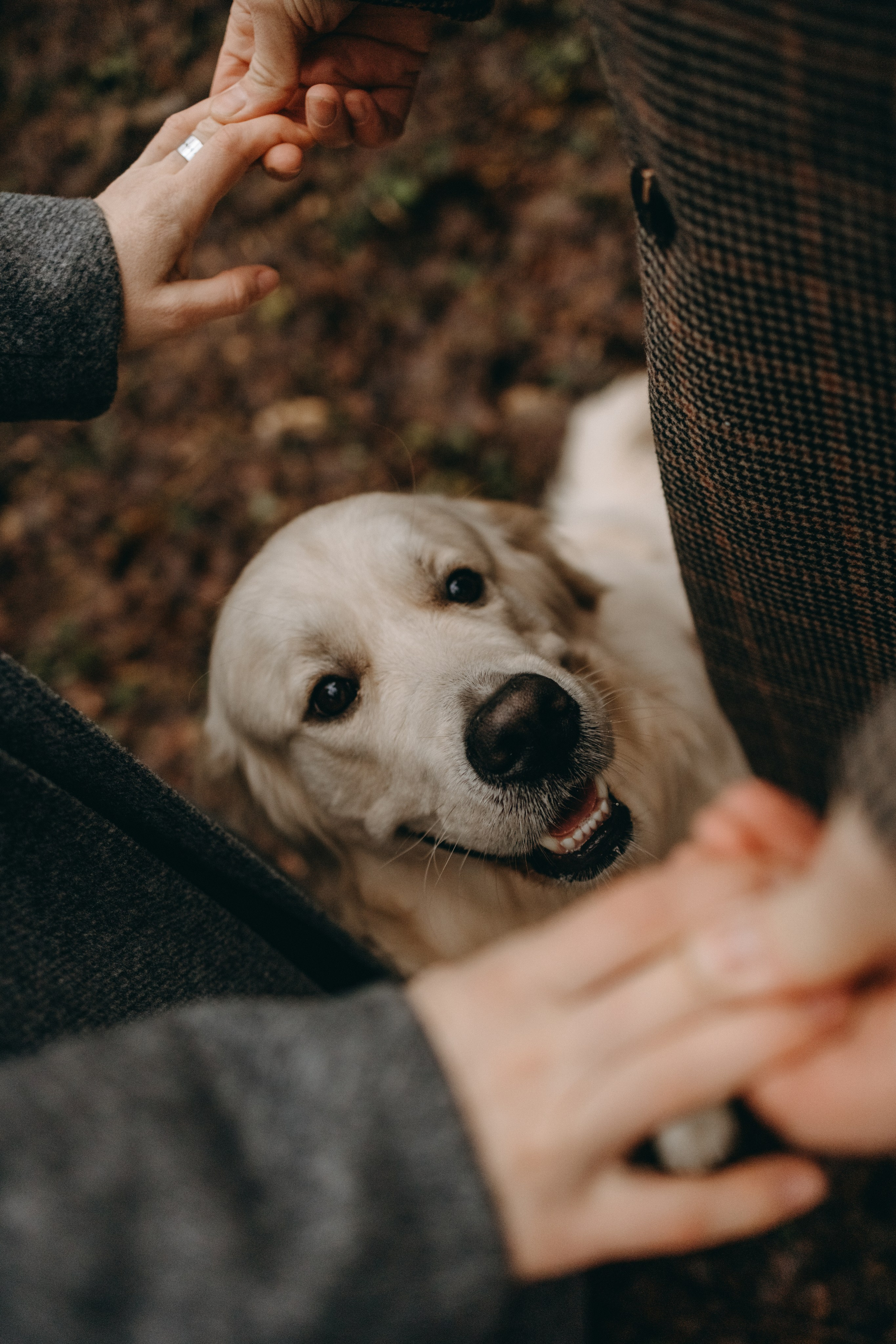 Лаки и его семья. Фотограф — Анималист | Санкт-Петербург