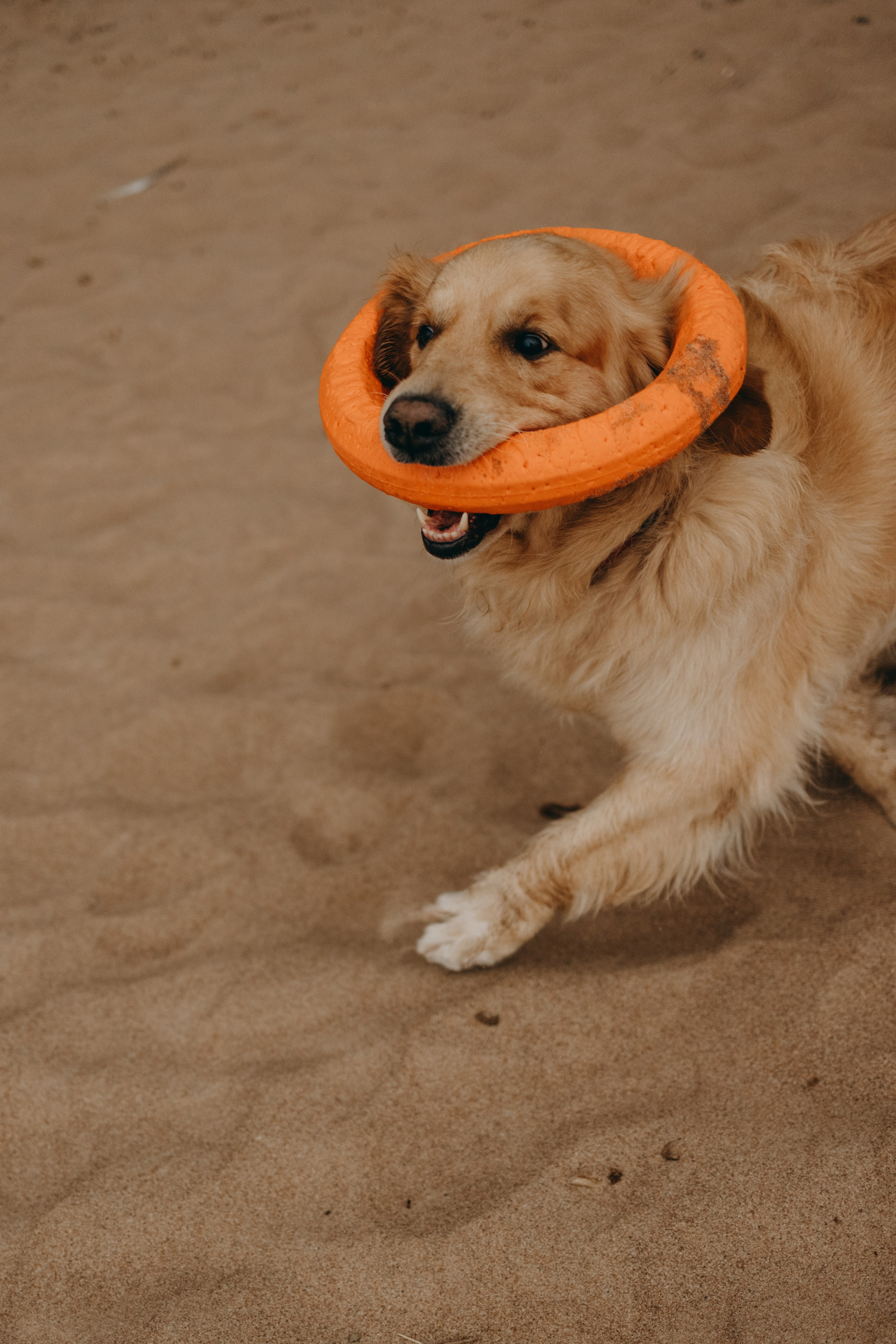 Фоси и его семьи. Фотограф — Анималист | Санкт-Петербург