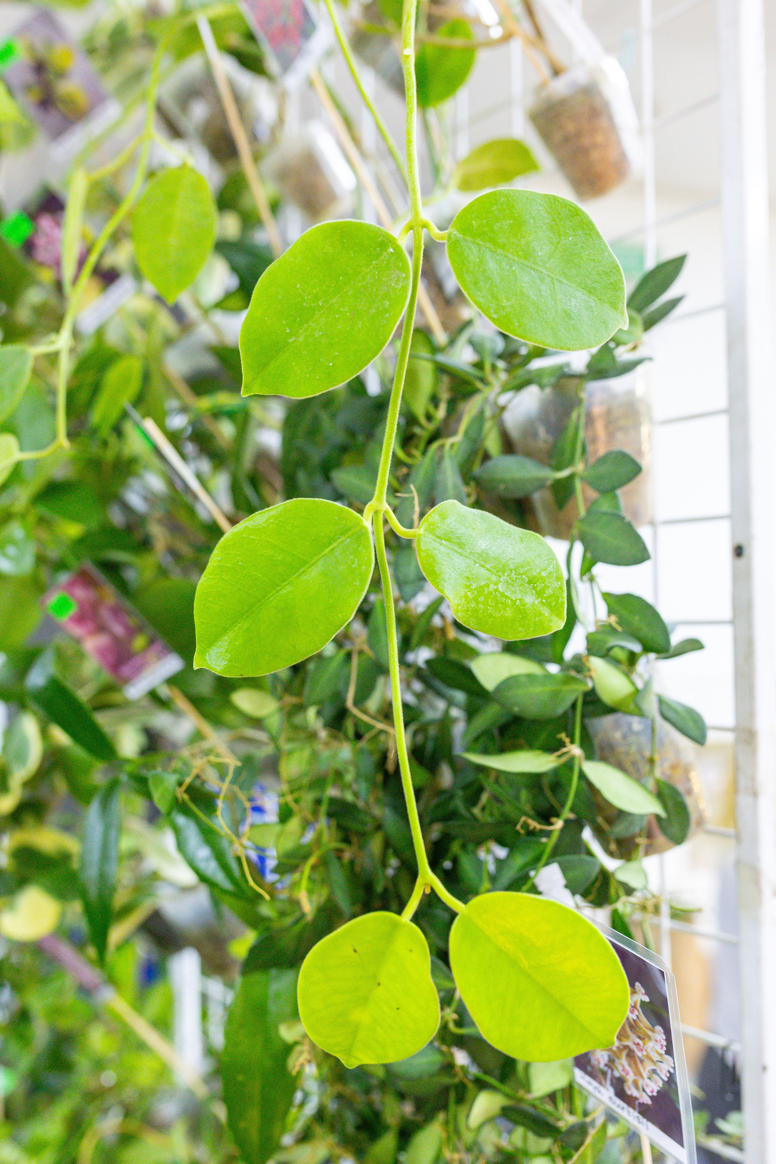 Монстериум 11–12 октября. Александра Куликова фотограф, Москва