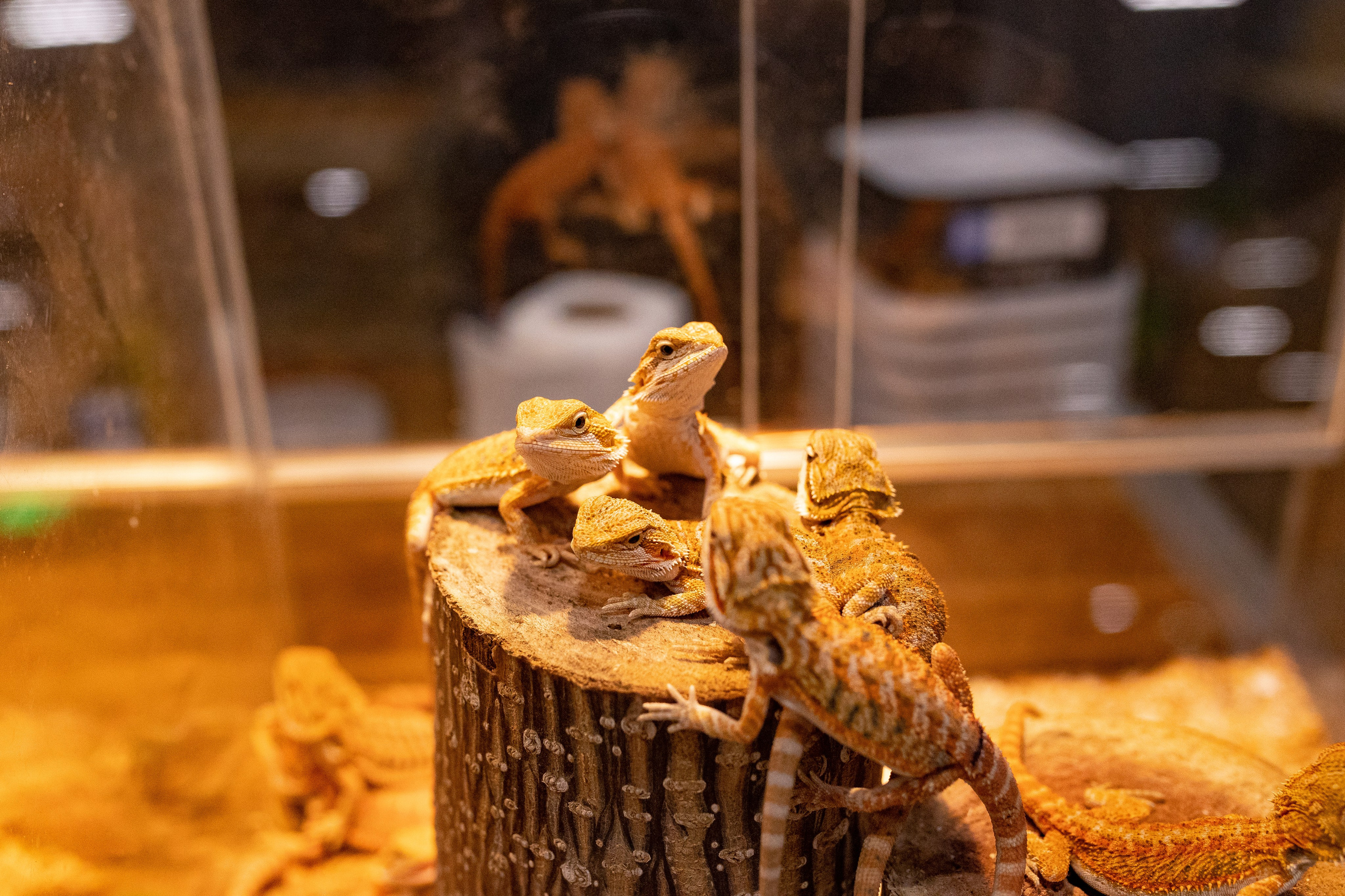 Рептилиум 2024. Александра Куликова фотограф, Москва