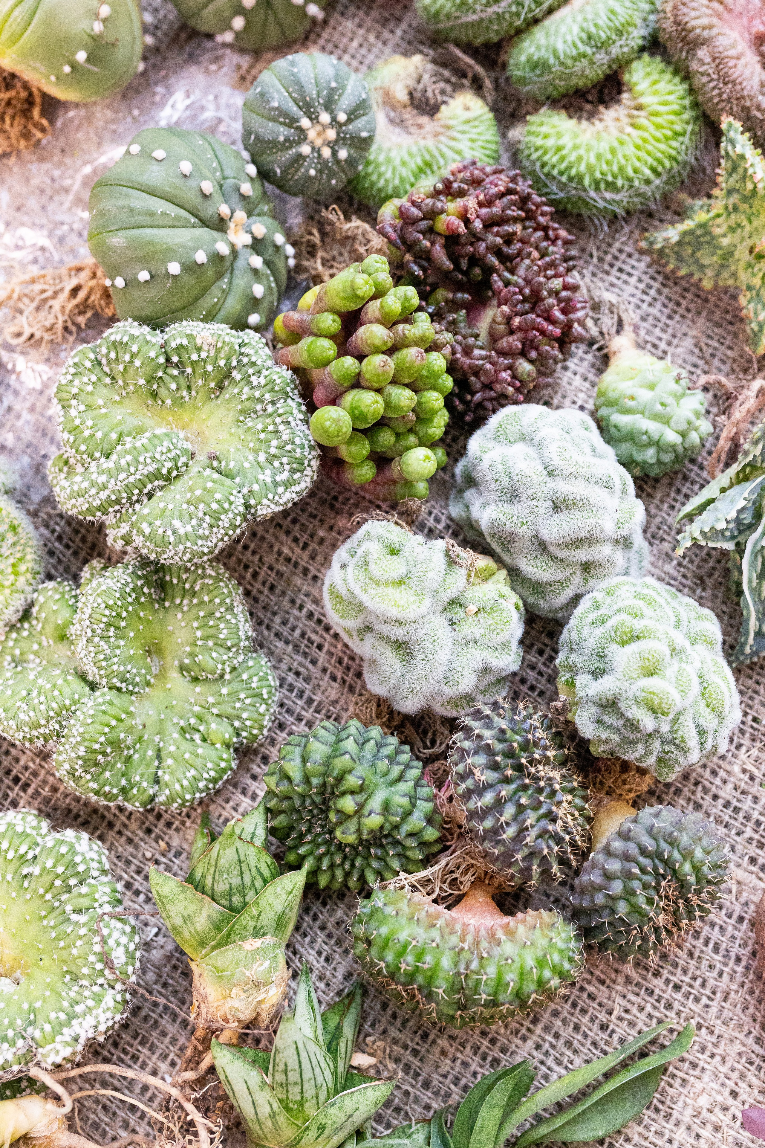 Орхидиум май 2025. Александра Куликова фотограф, Москва