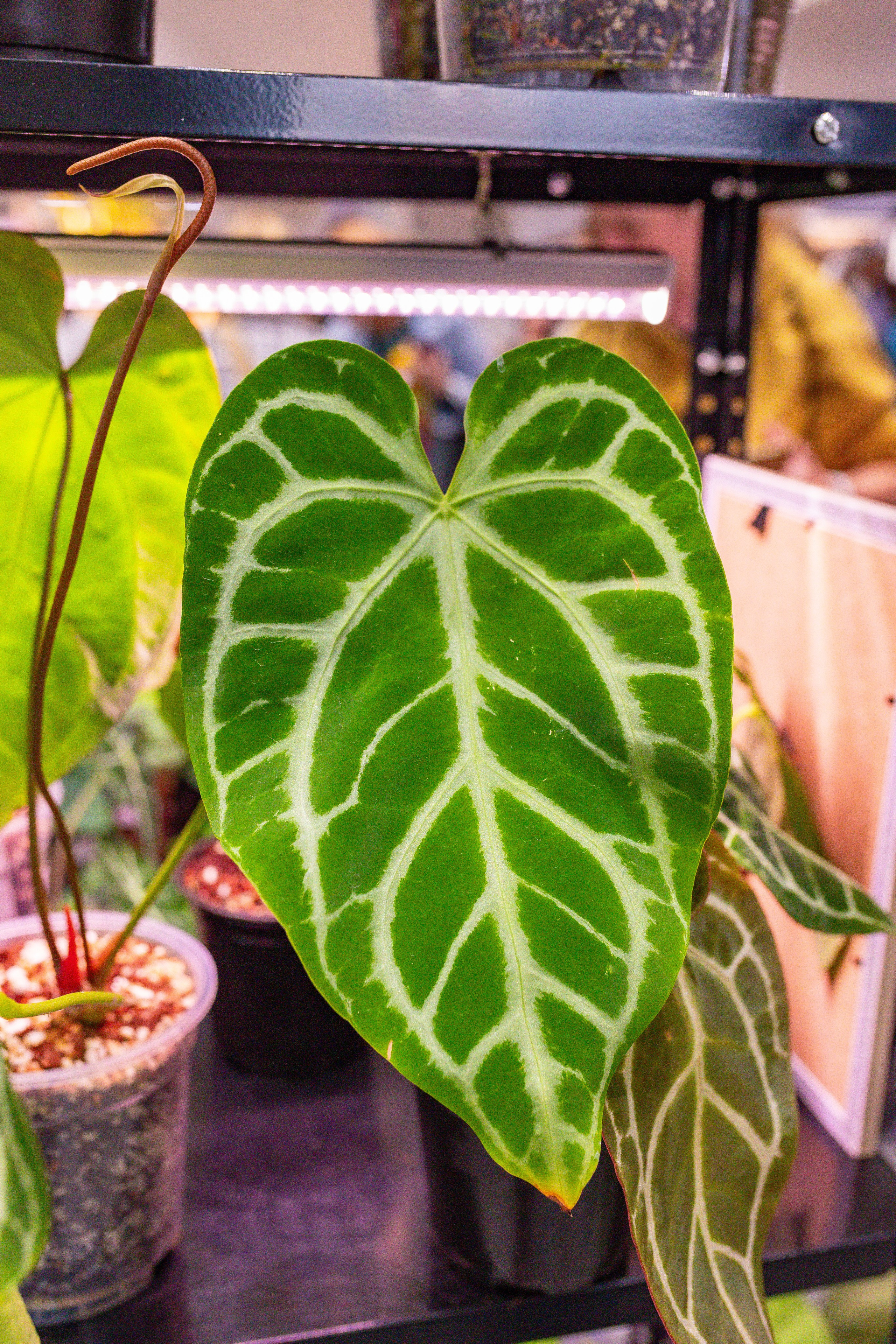 Орхидиум сентябрь 2025. Александра Куликова фотограф, Москва