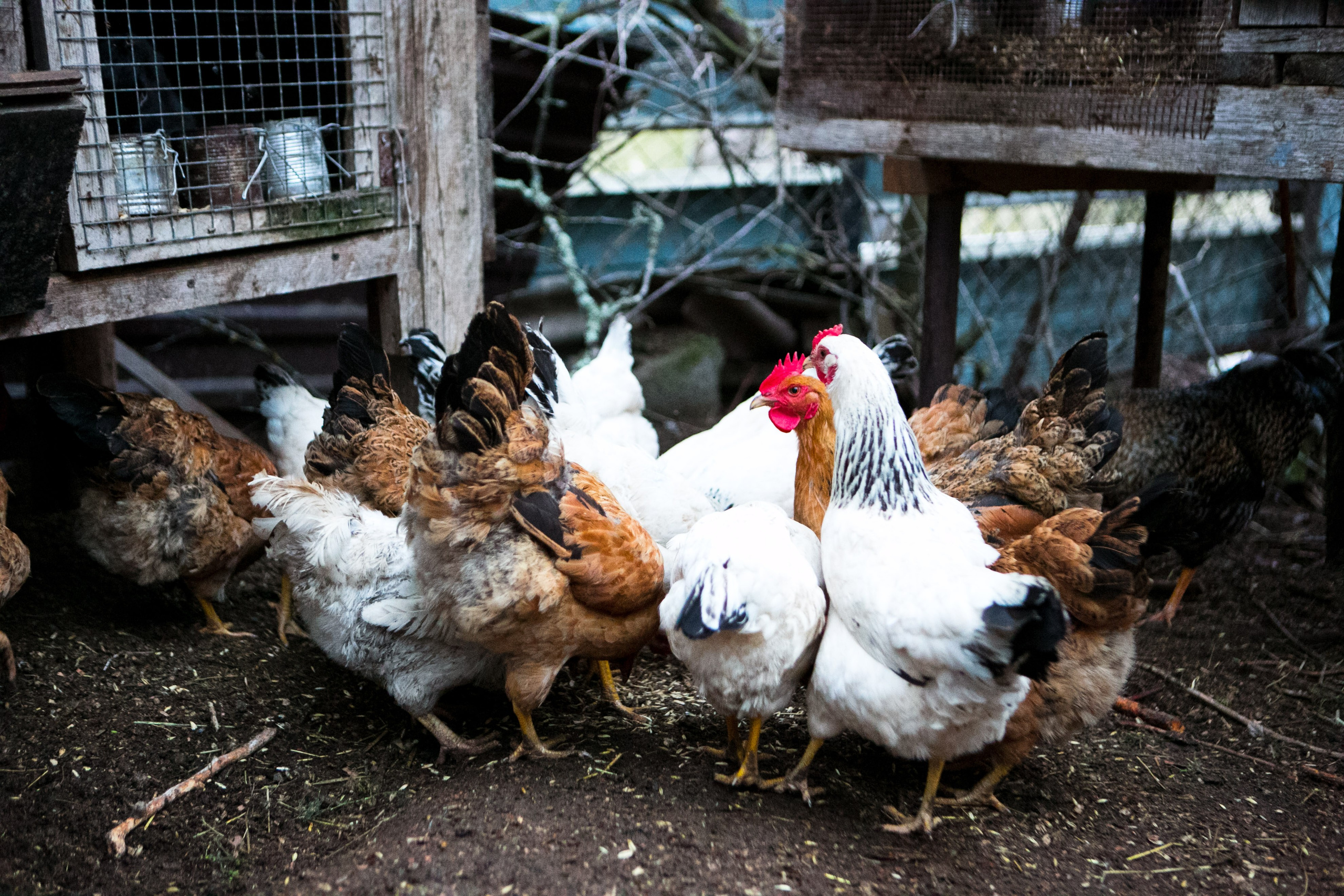 Деревенская еда «Домашние лакомста». Фотограф Красная Поляна — Сочи — Москва