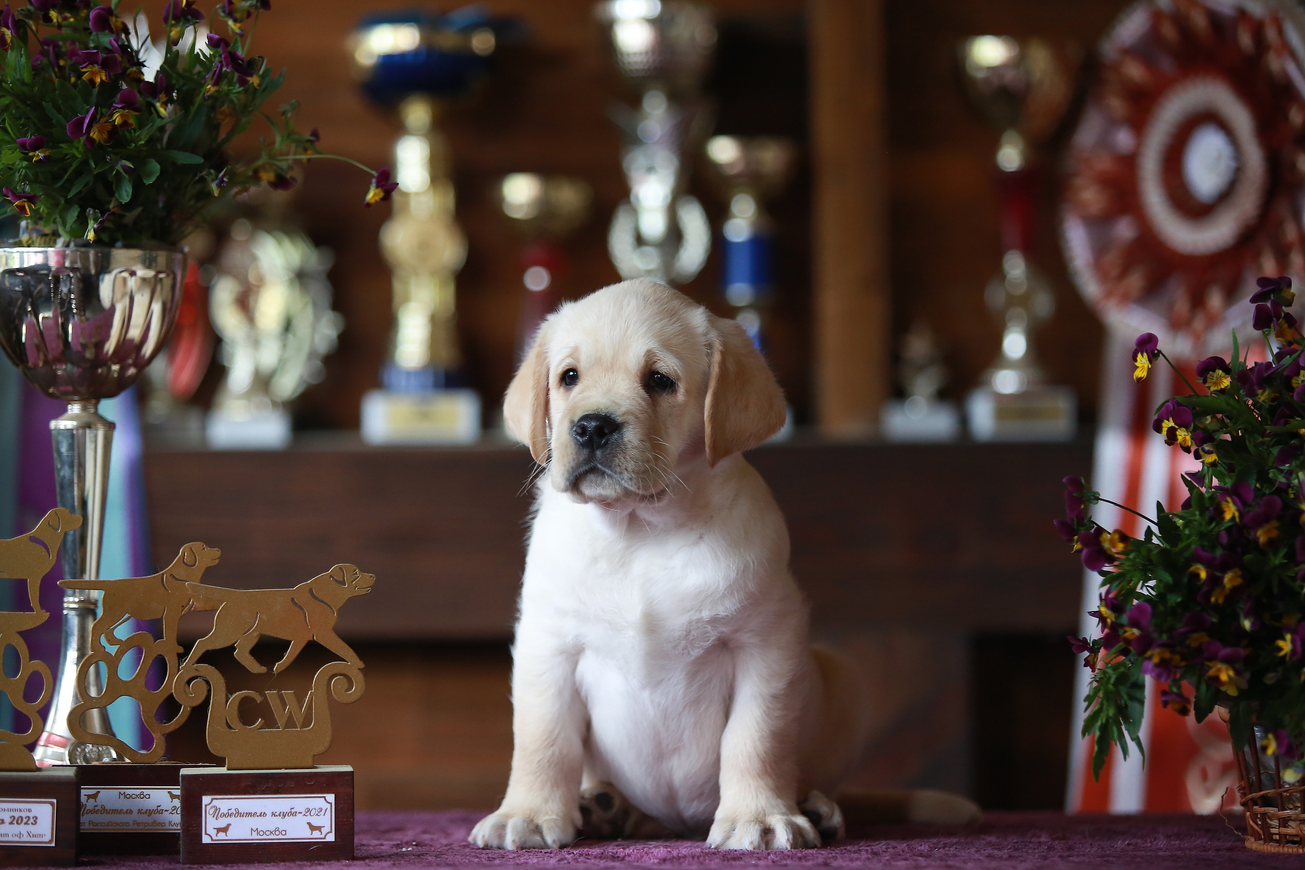 Щенки. Семейный и детский фотограф в Москве Мария Быкова