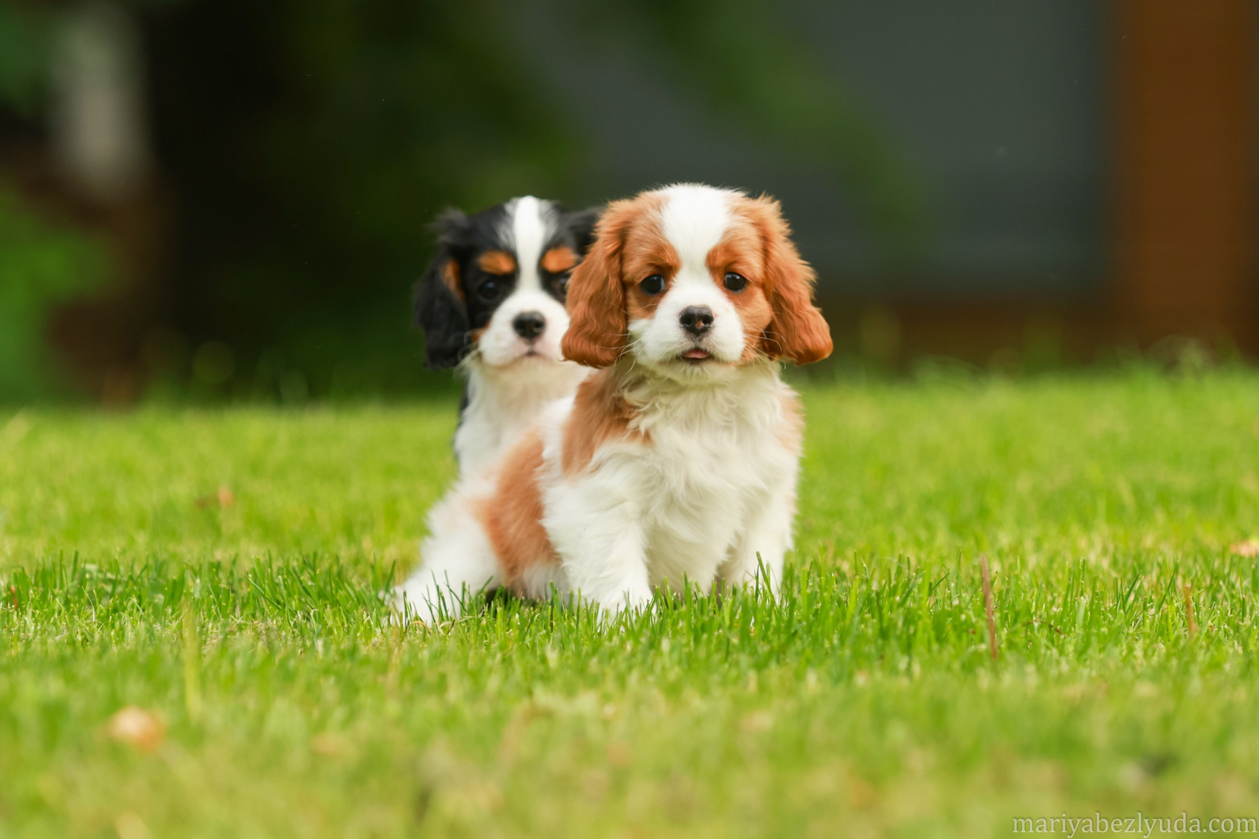 Щенки. Семейный и детский фотограф в Москве Мария Быкова