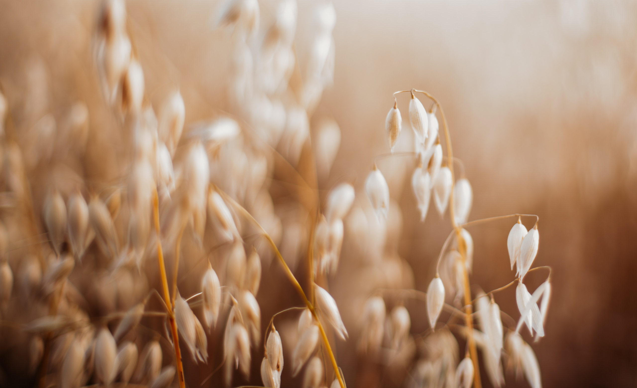Ветер в волосах. Детский и семейный фотограф, Newborn фотограф новорожденных г. Челябинск
