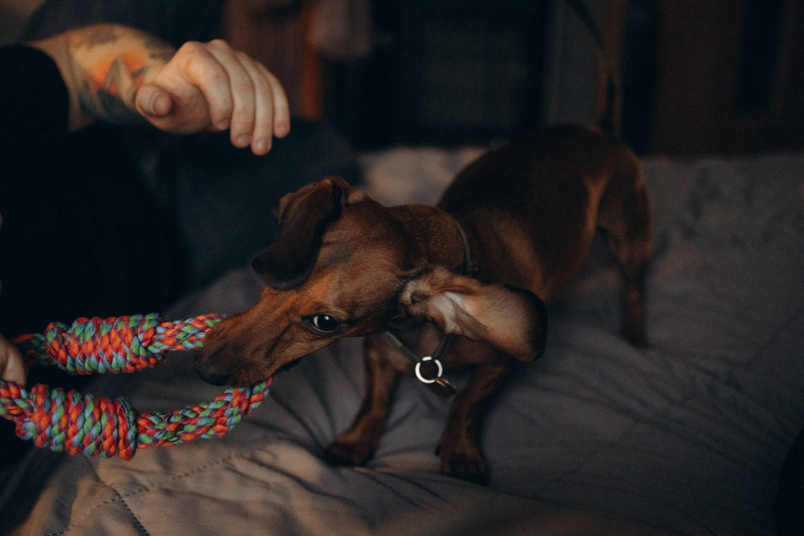 Маша и ее семья. Фотораф — анималист Мария Шистка