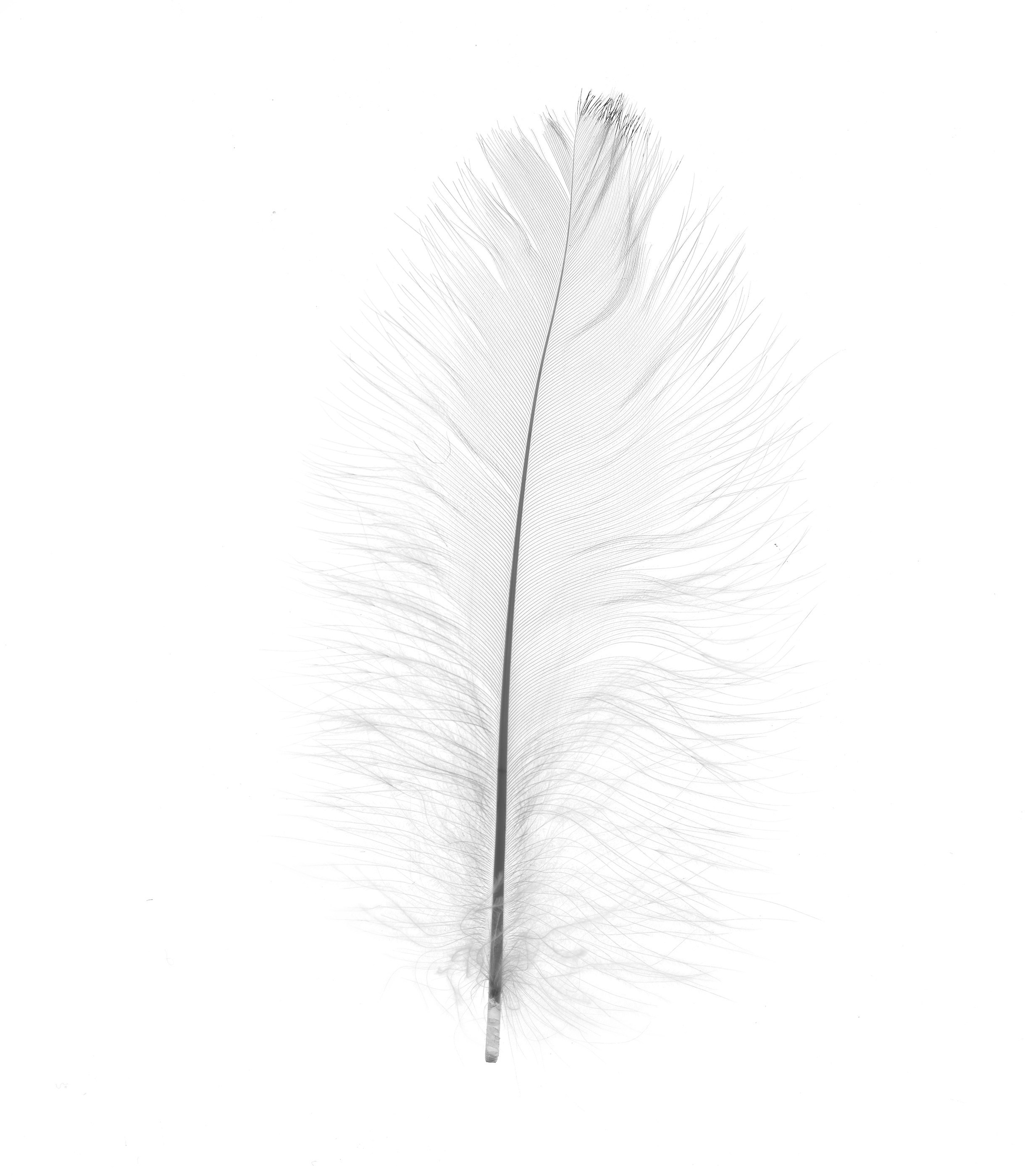WHITE. LUMEN DUO Art photography for interiors