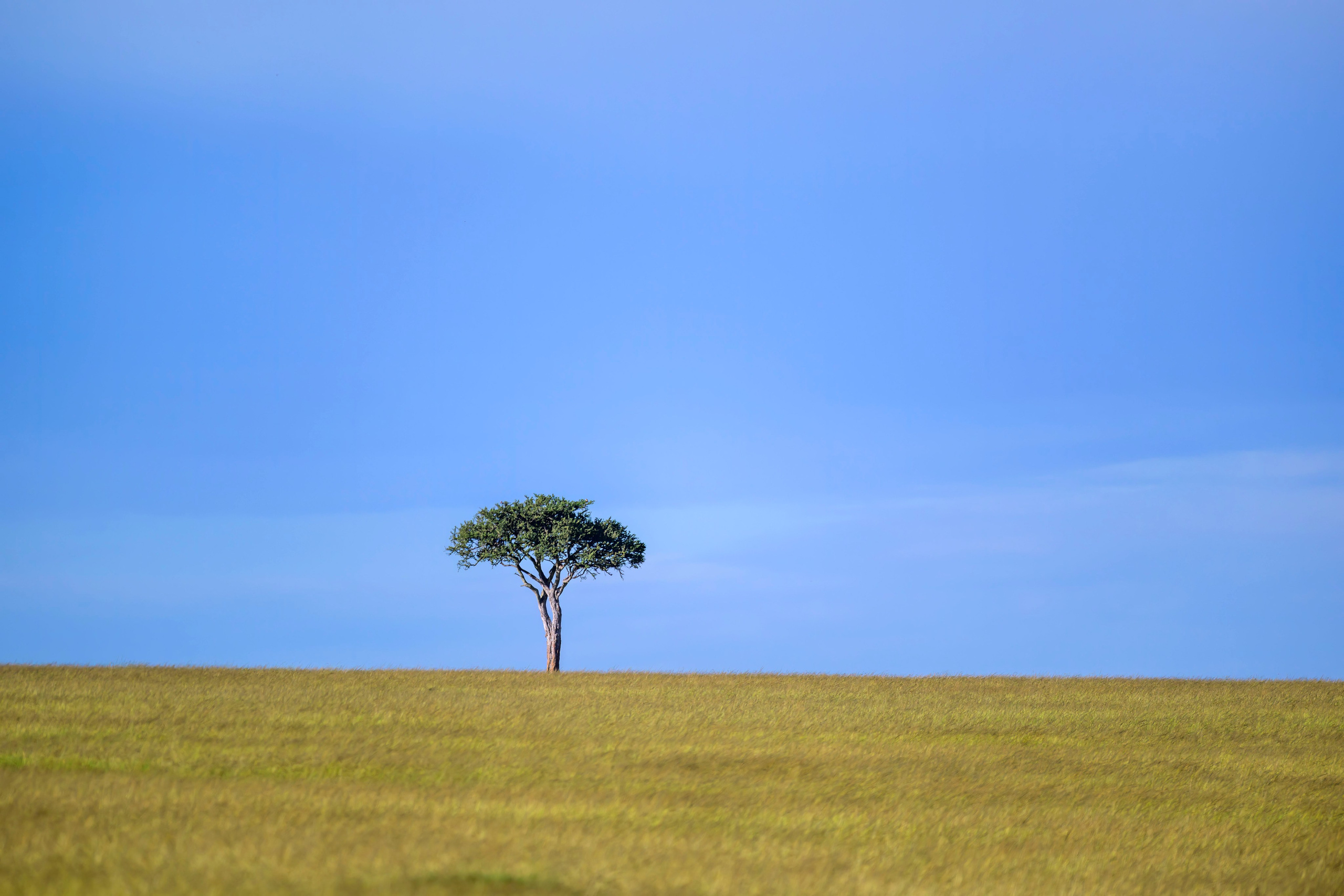 Кения. Wildlife photography by Sergey Puponin