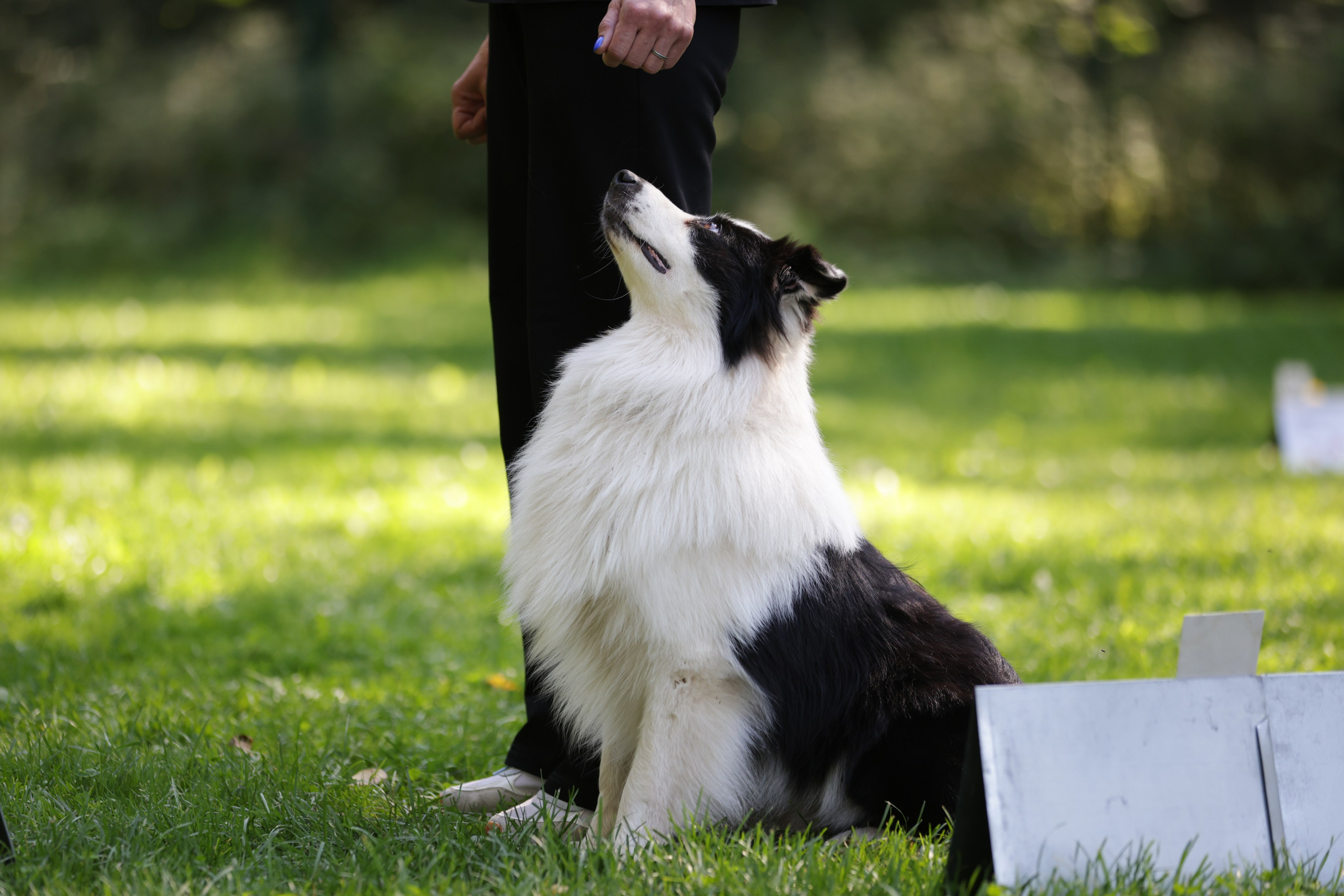Репортажная съёмка спортивных мероприятий. ESHE_PHOTO Фотограф анималист в Москве и Московской области