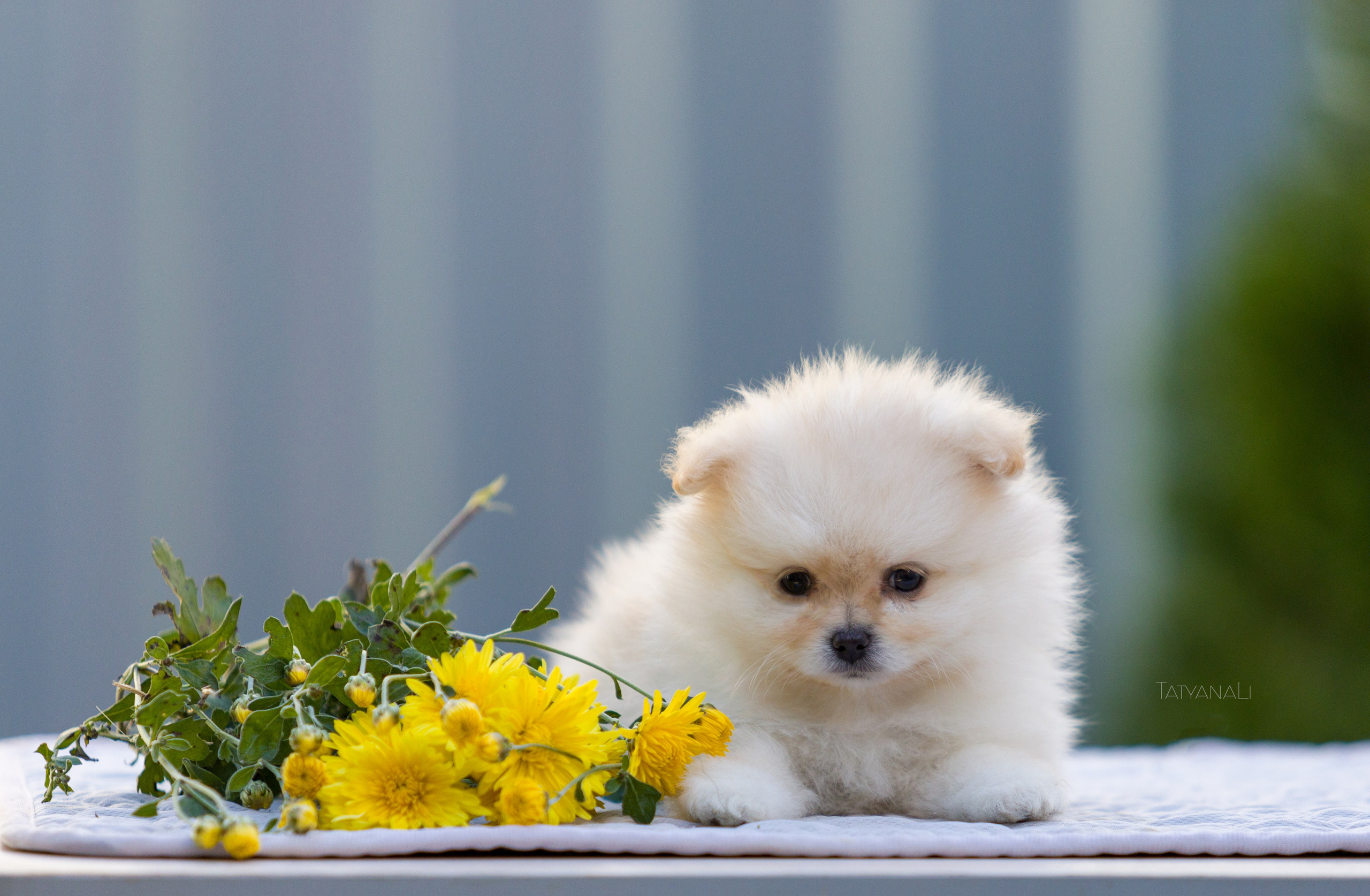 Немецкий шпиц миниатюрный. Фотограф — анималист Татьяна Ли