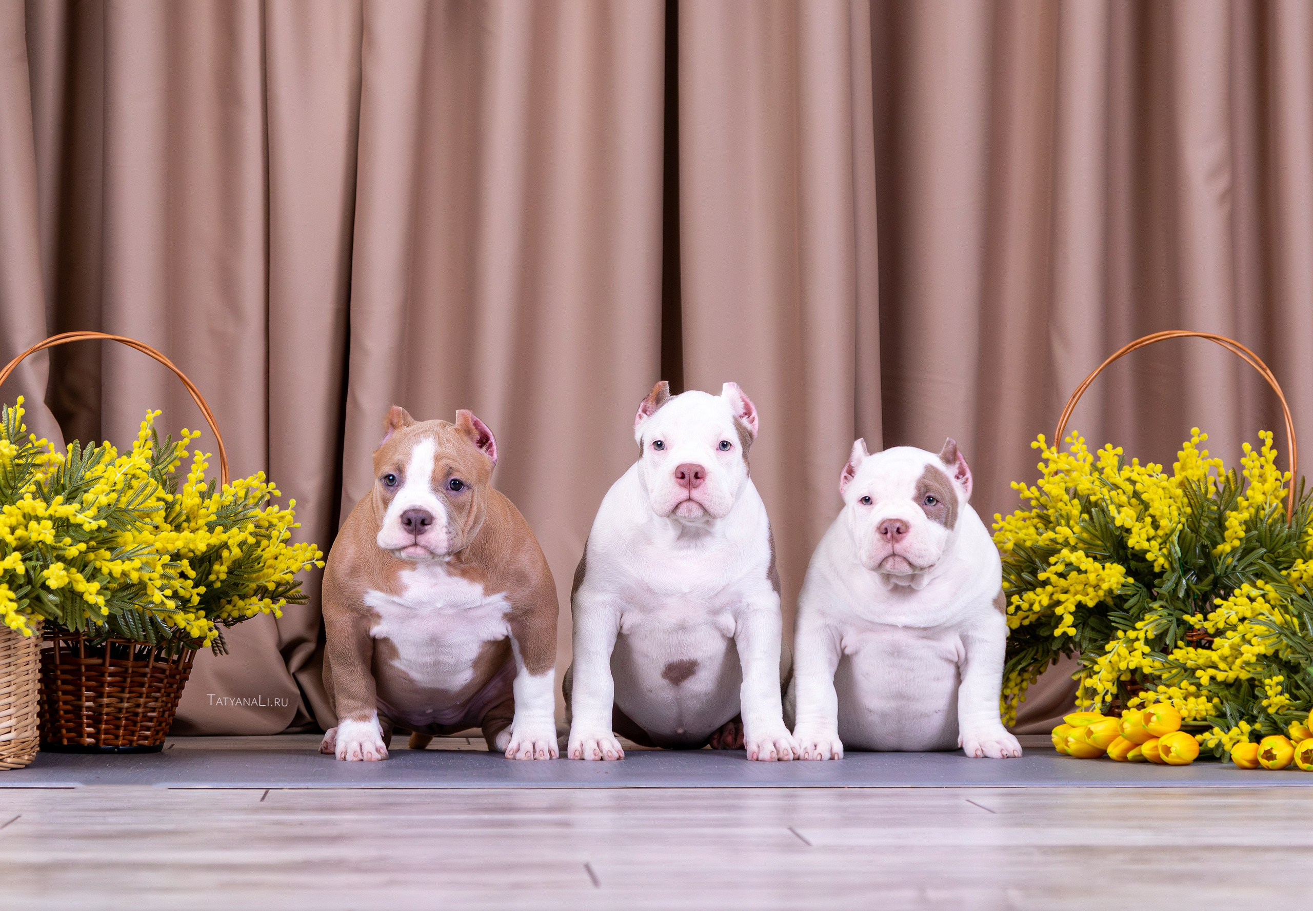 Американский булли. Фотограф — анималист Татьяна Ли