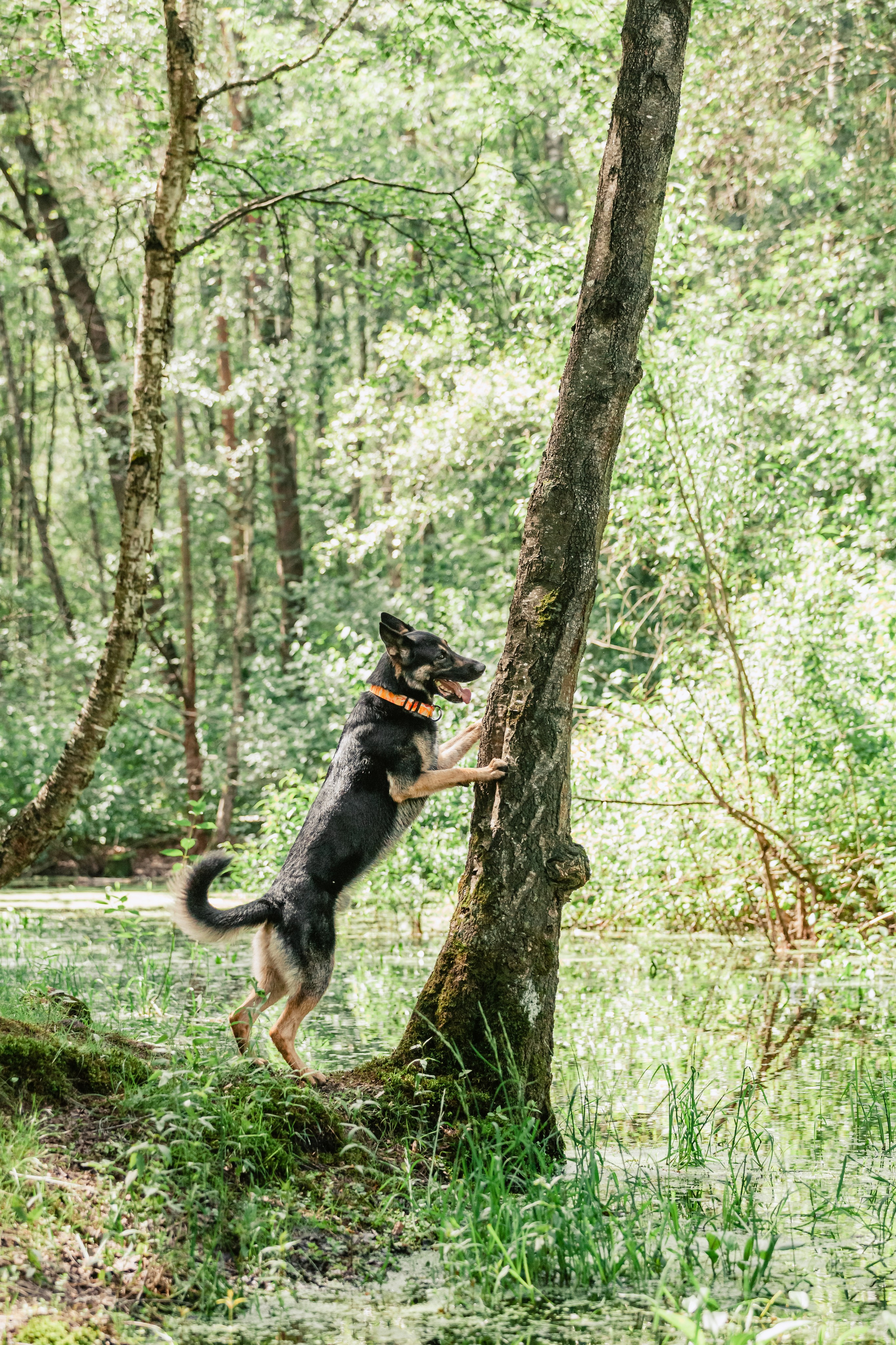 Лесная летняя фотопрогулка. Фотограф-анималист Татьяна Степанова