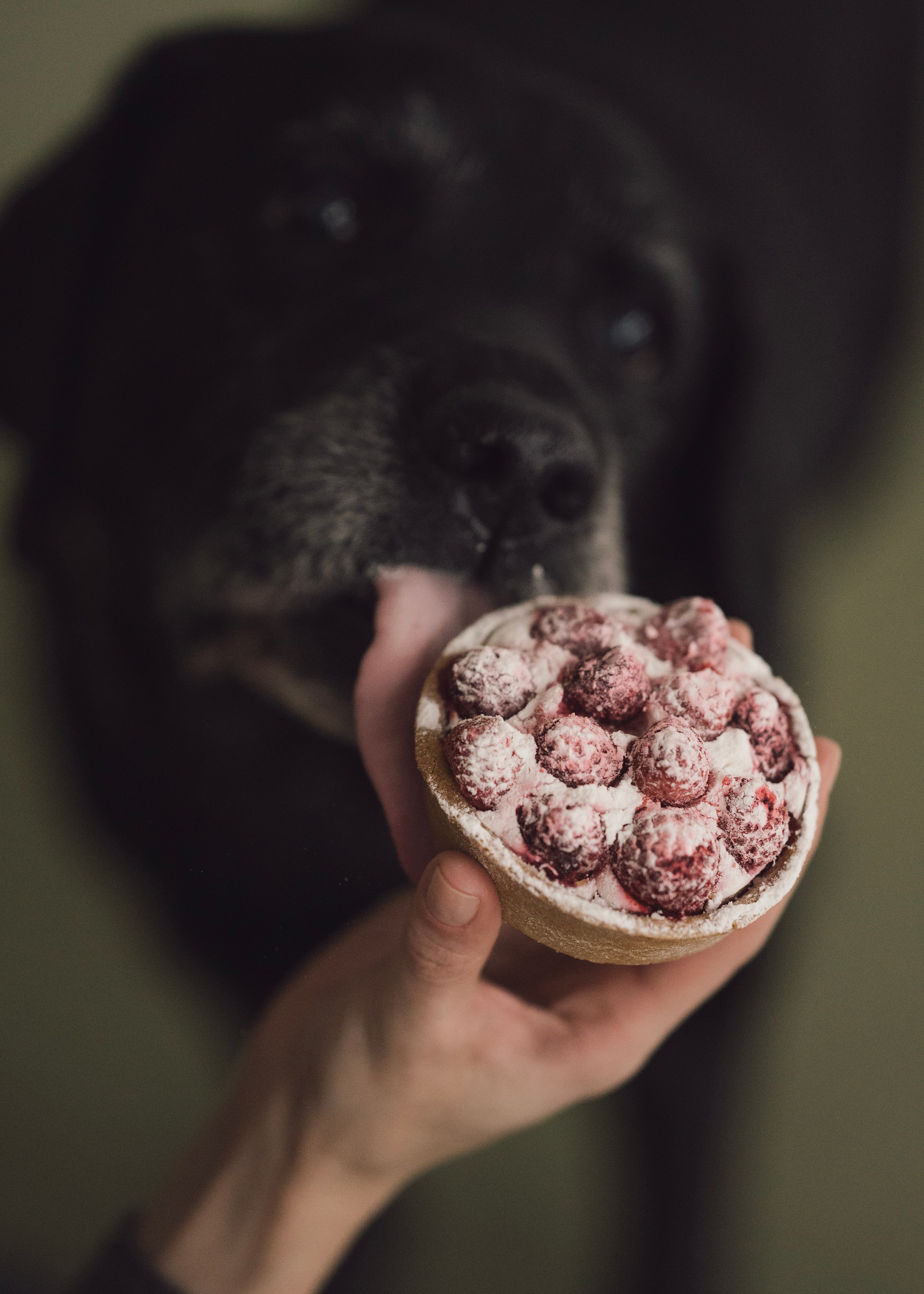 Бэста. Фотограф- анималист Александра Матвеева