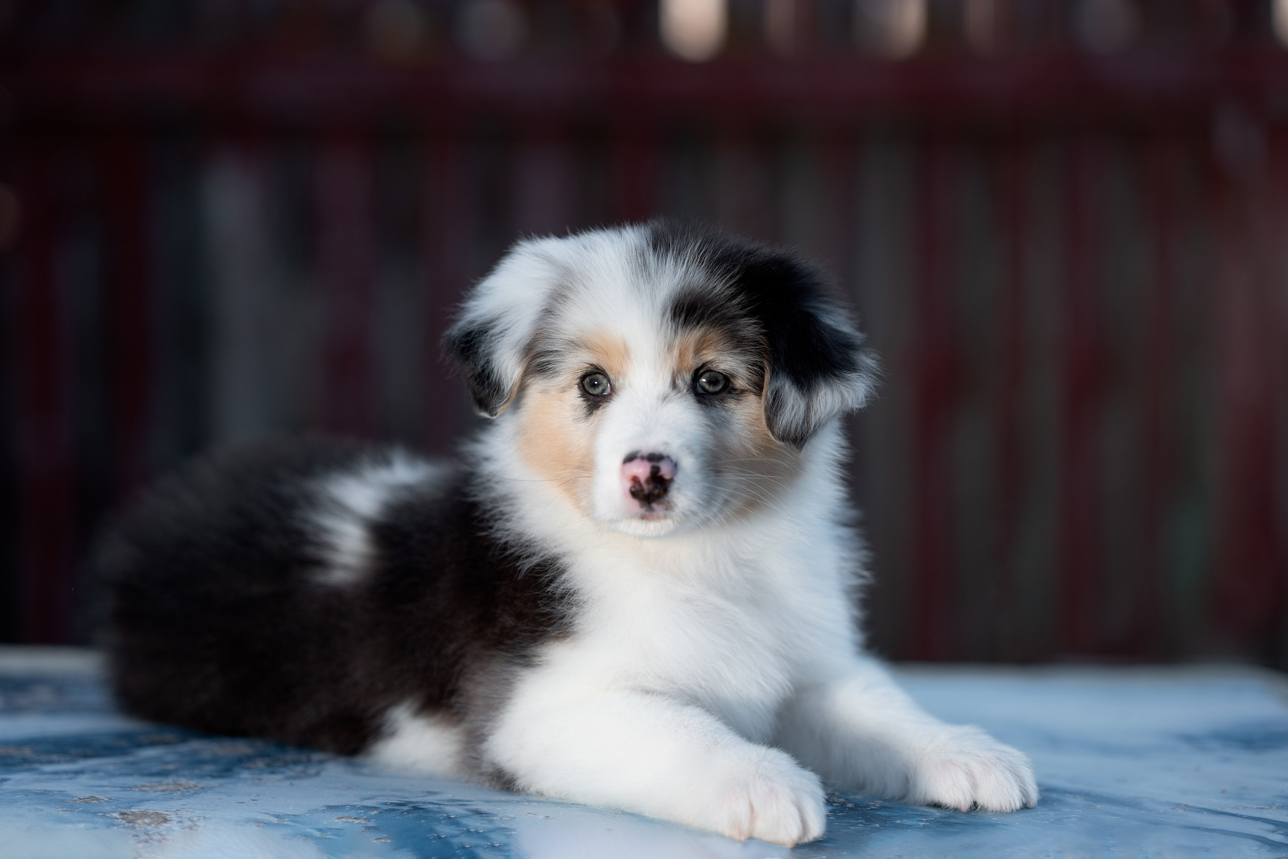 Заводчик Влада Эльман. Творческий фотограф Вологда