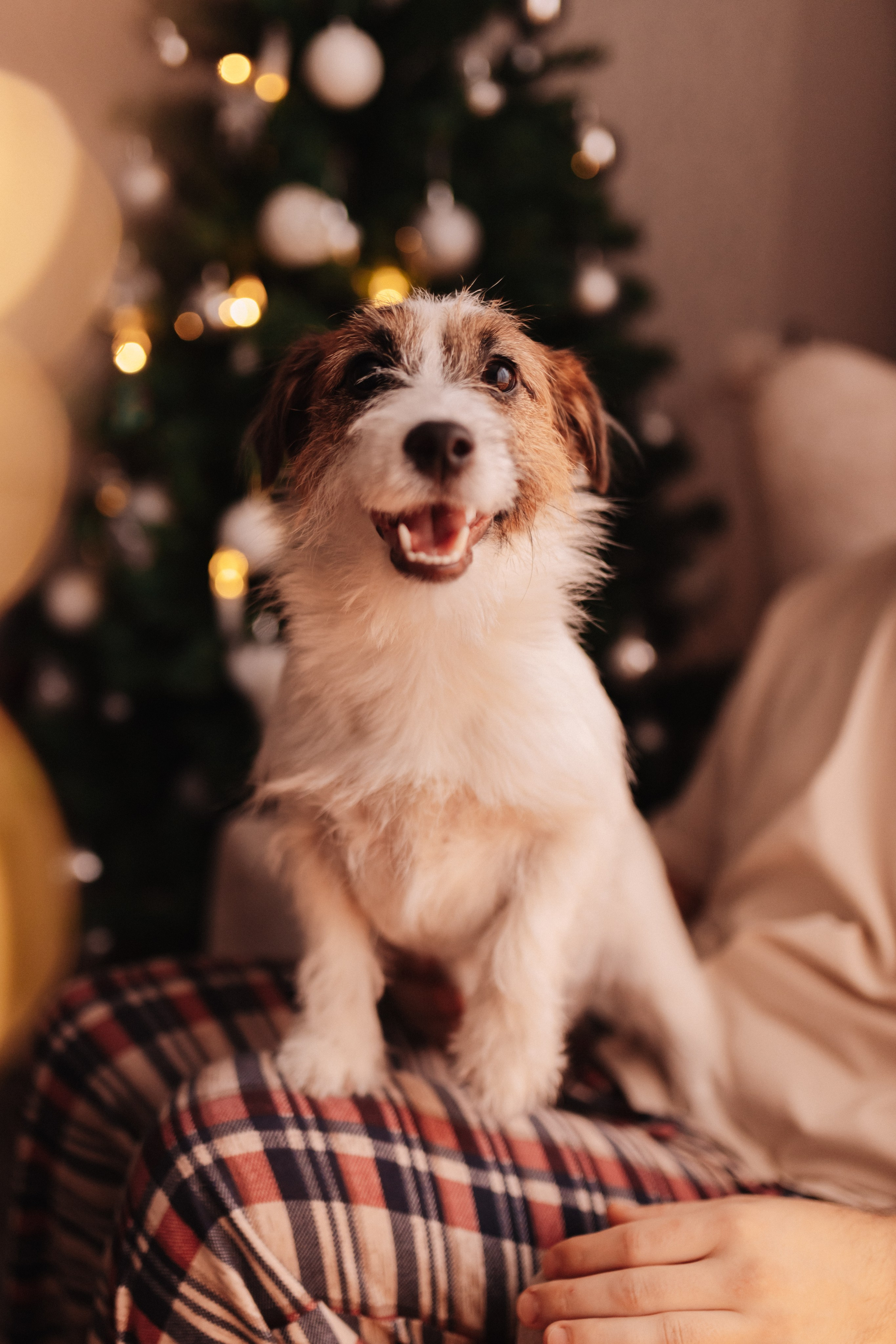 Новогоднее настроение Миши с родителями и Оскаром. Семейный фотограф Альбина Крутелева, Екатеринбург, Ревда