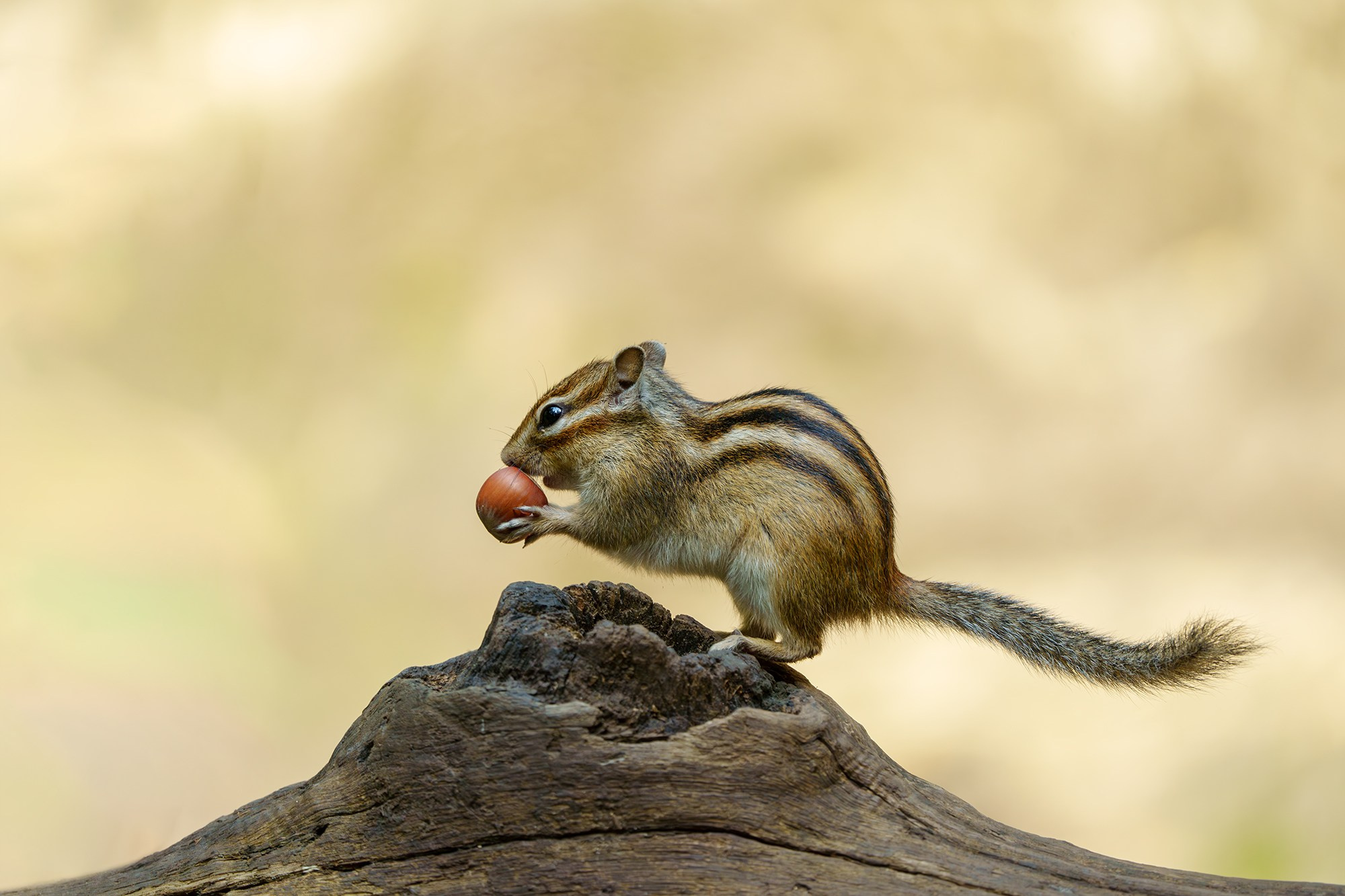 Животные. Ваш личный фотограф Марина Волкова
