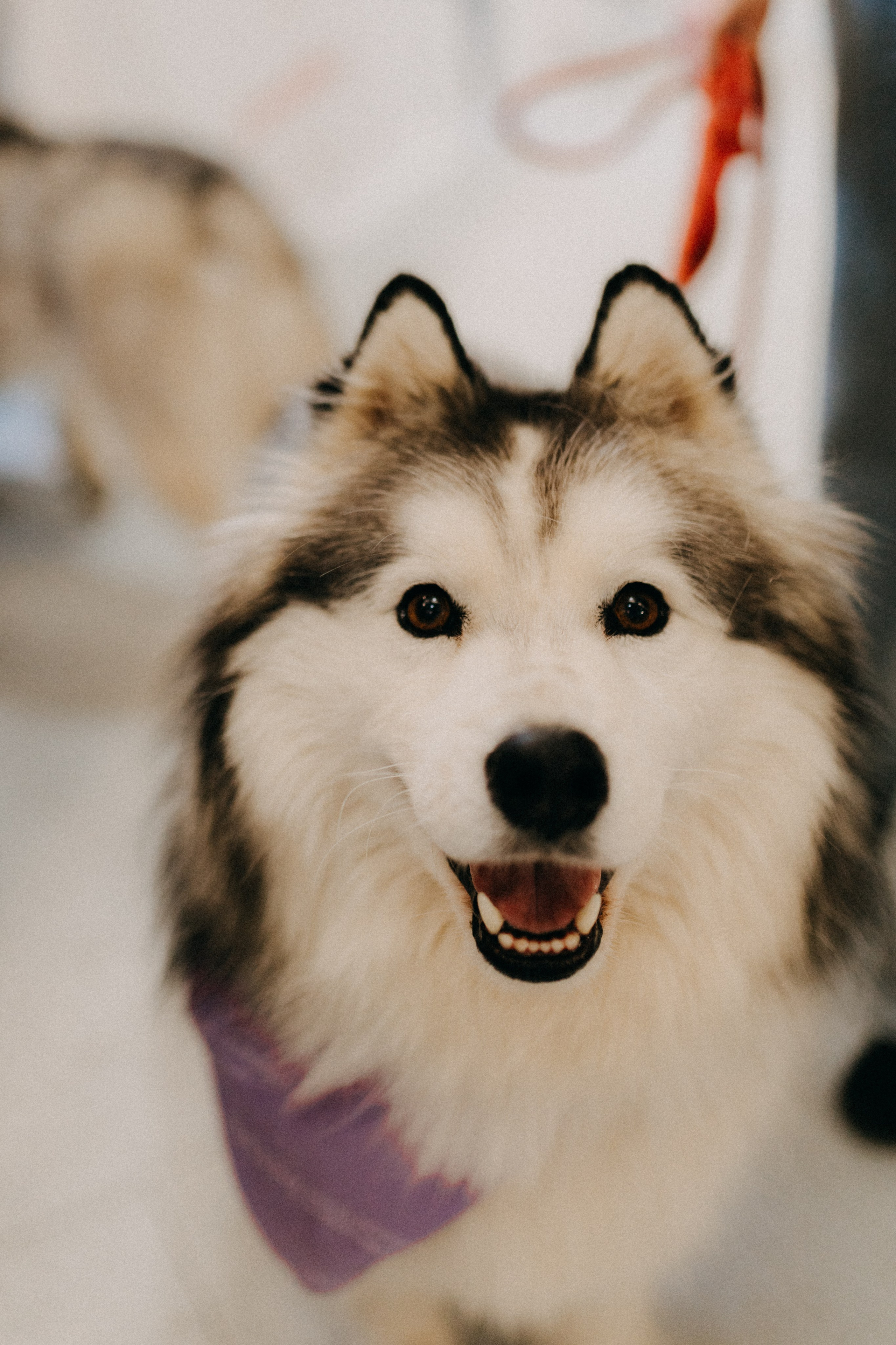 Маркет КИТЧ. Фотограф НОГИНСК, Москва, Анастасия Белая