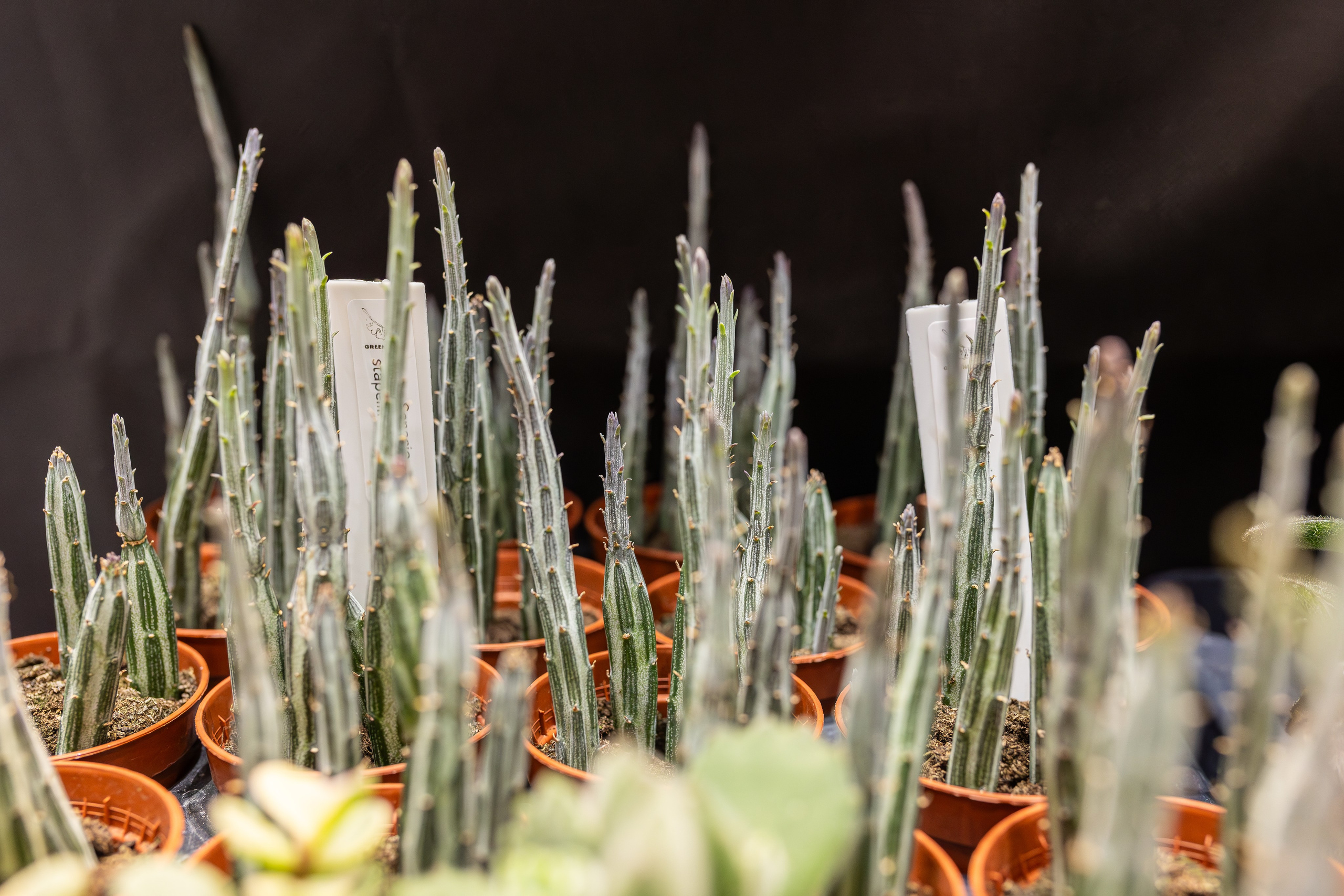 Монстериум 11–12 октября. Александра Куликова фотограф, Москва