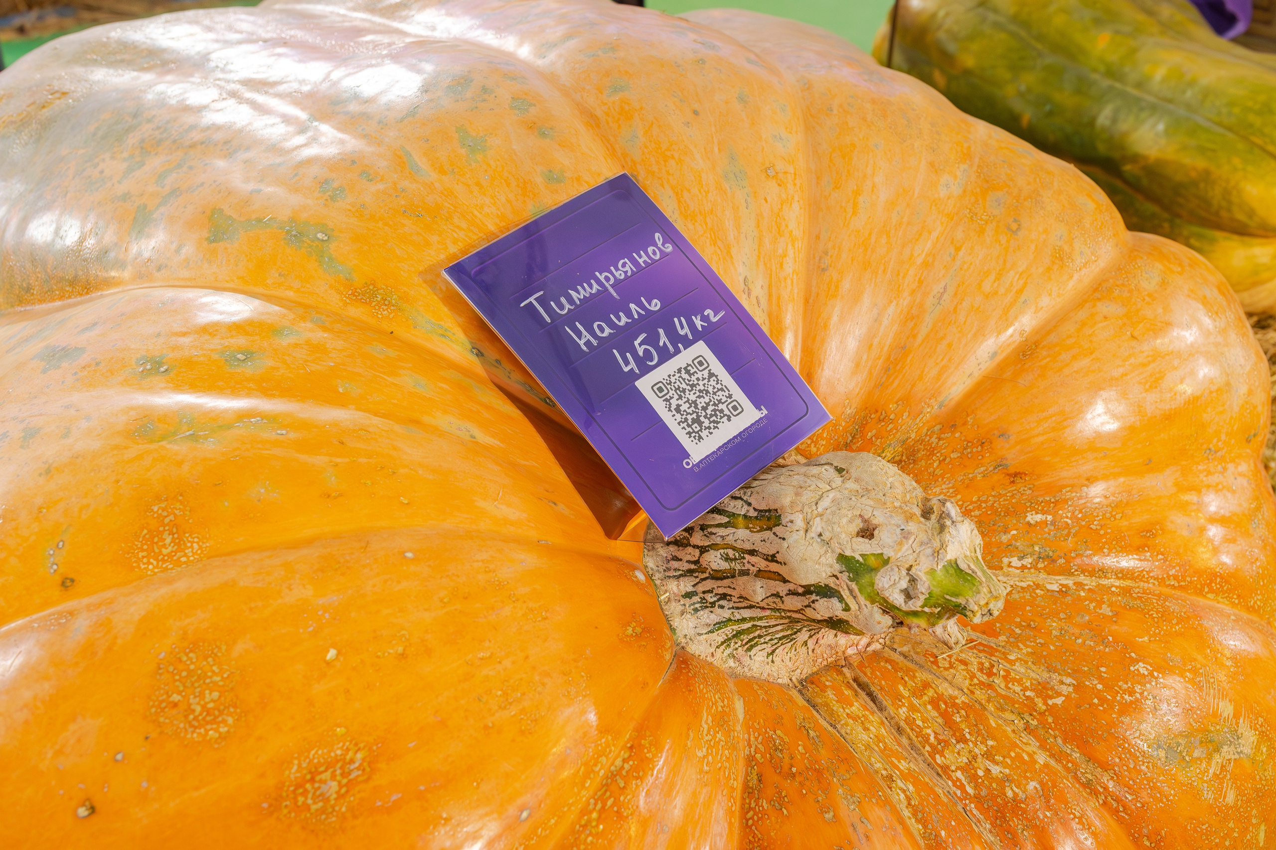 Овощи-гиганты. Александра Куликова фотограф, Москва