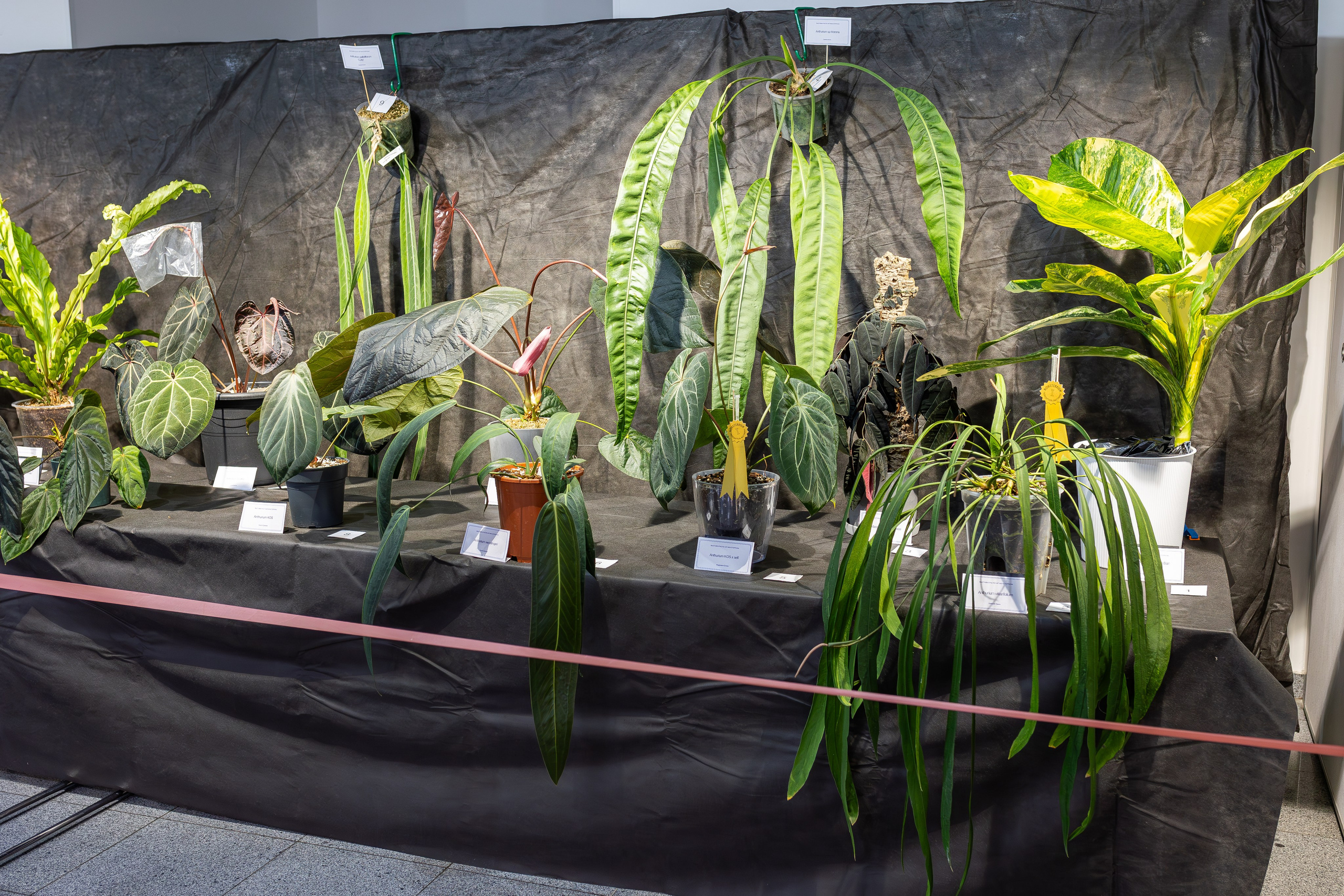 Монстериум апрель 2026. Александра Куликова фотограф, Москва