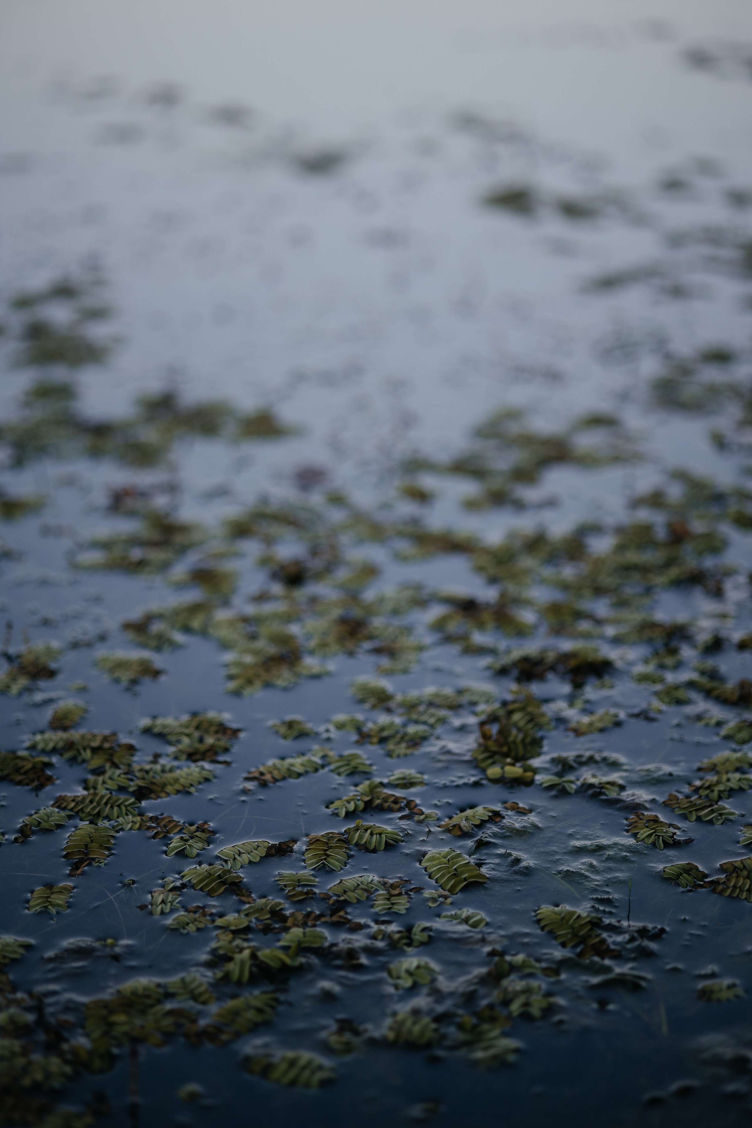 Прогулка в Дубовой роще. Фотограф Крохин Олег