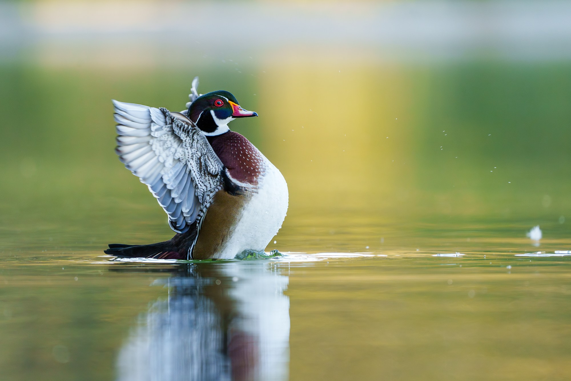 Удивительные мир птиц. Вокруг нас столько прекрасного — присмотритесь!. Ваш личный фотограф Марина Волкова