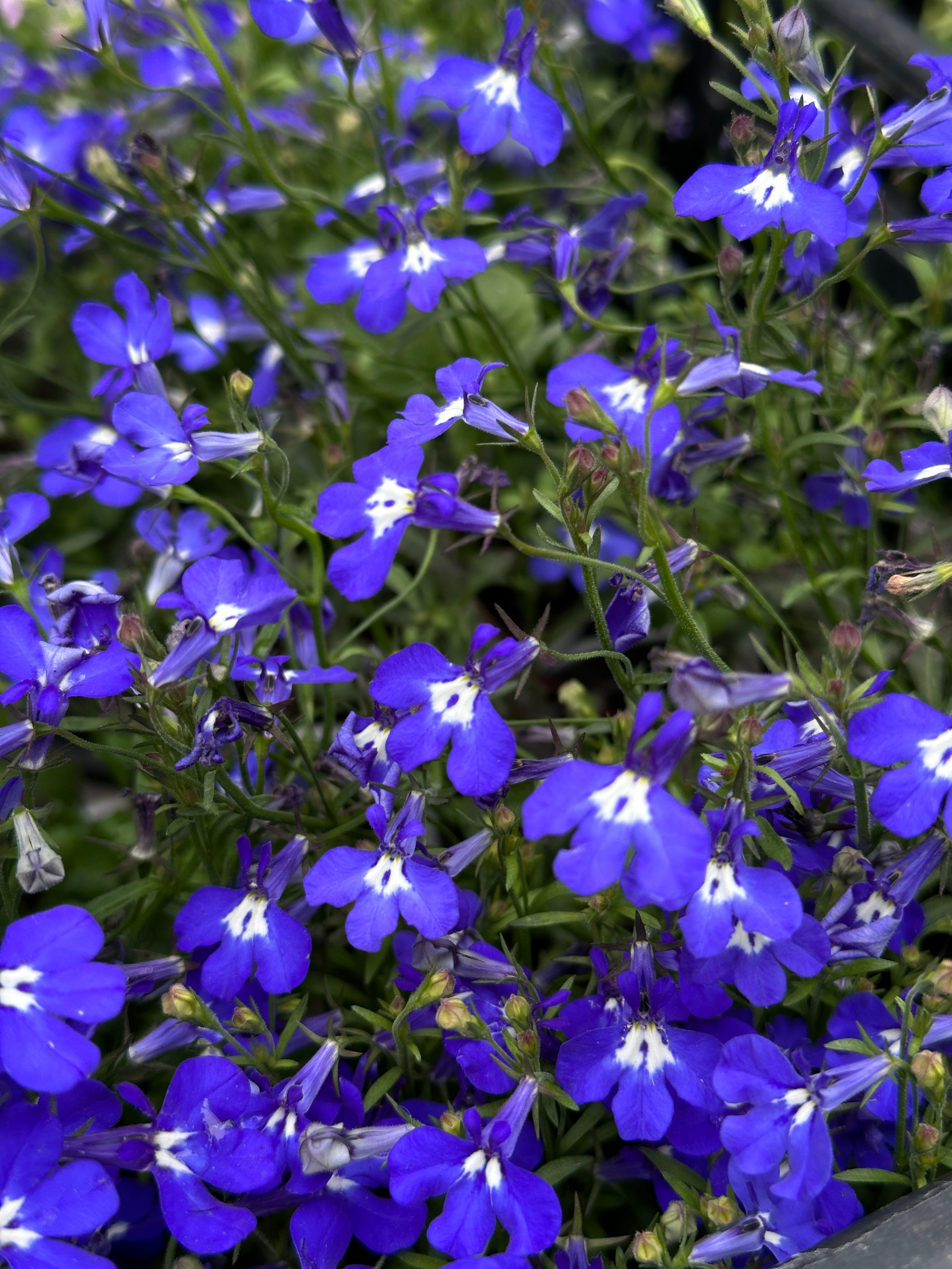 Макро любовь. Смотри, красота!