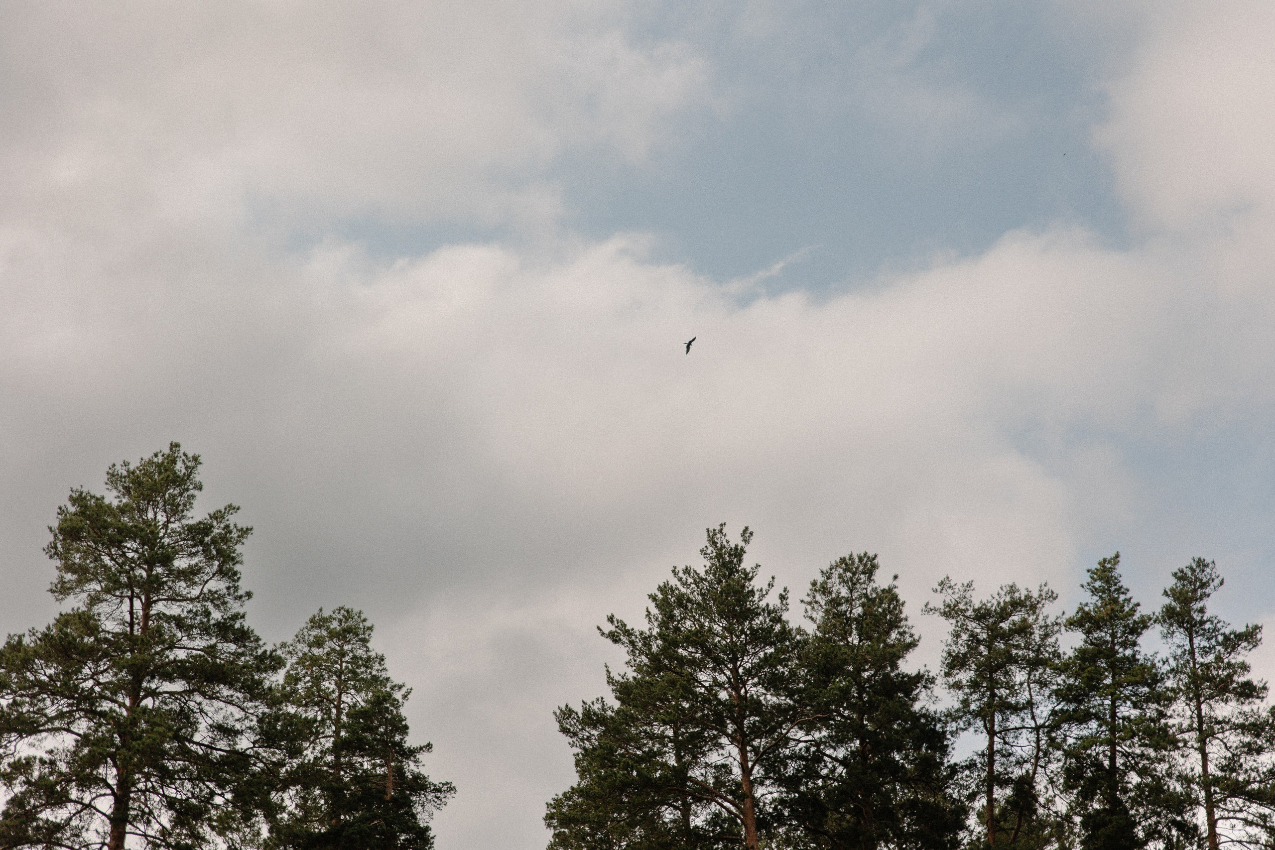 Артем и Маша. Семейный свадебный фотограф Семен Егоров