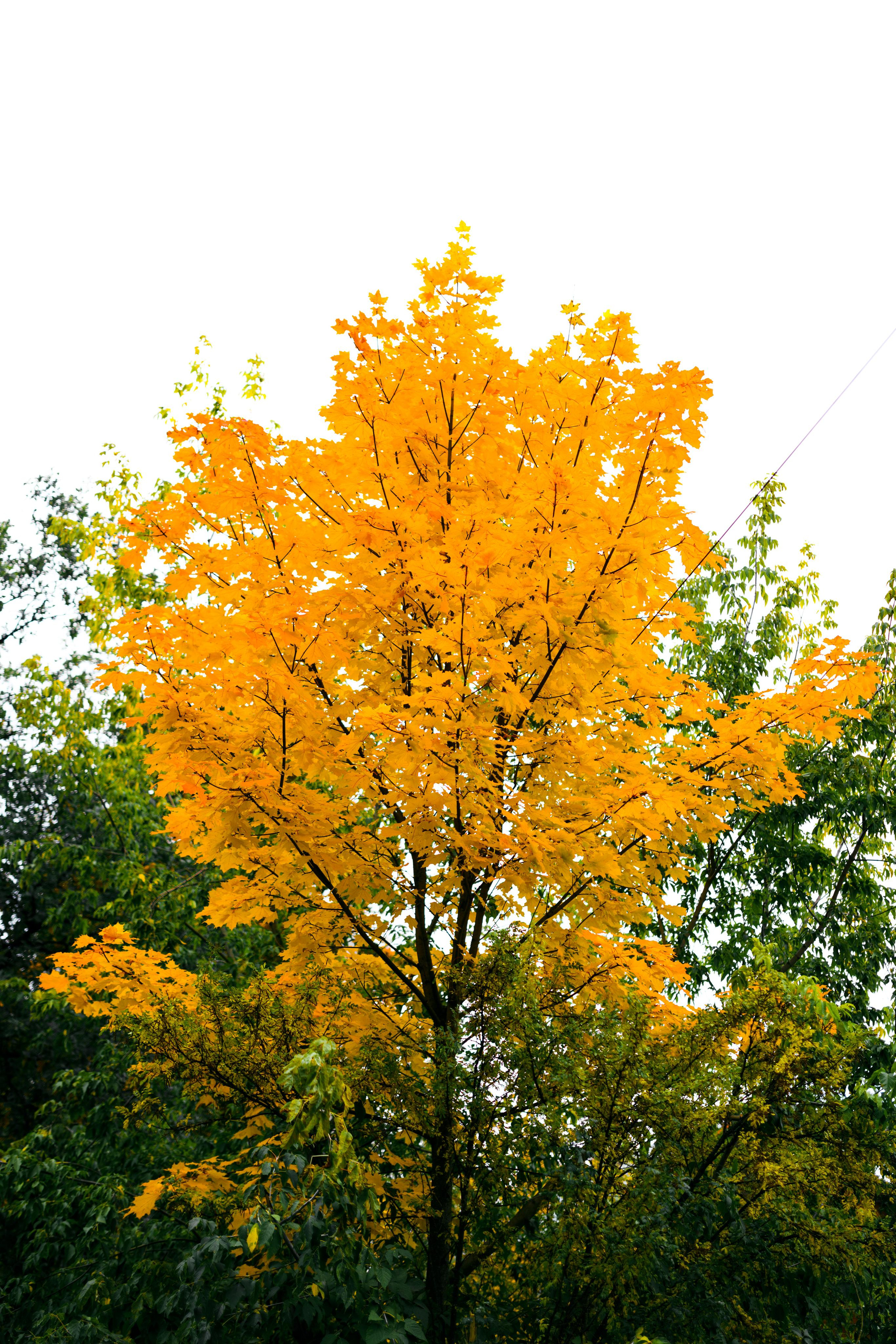 Природа. Александр Снапков | SnappPhoto | Буй